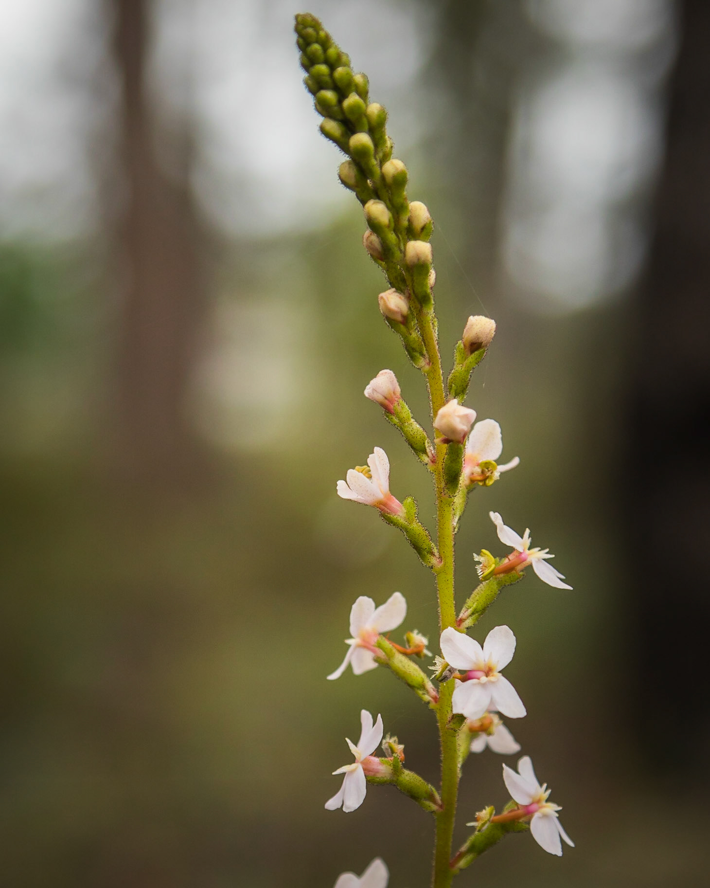 Stylidium graminifolium