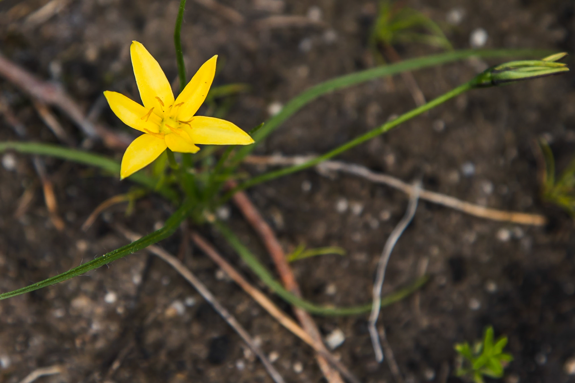 Hypoxis hygrometrica