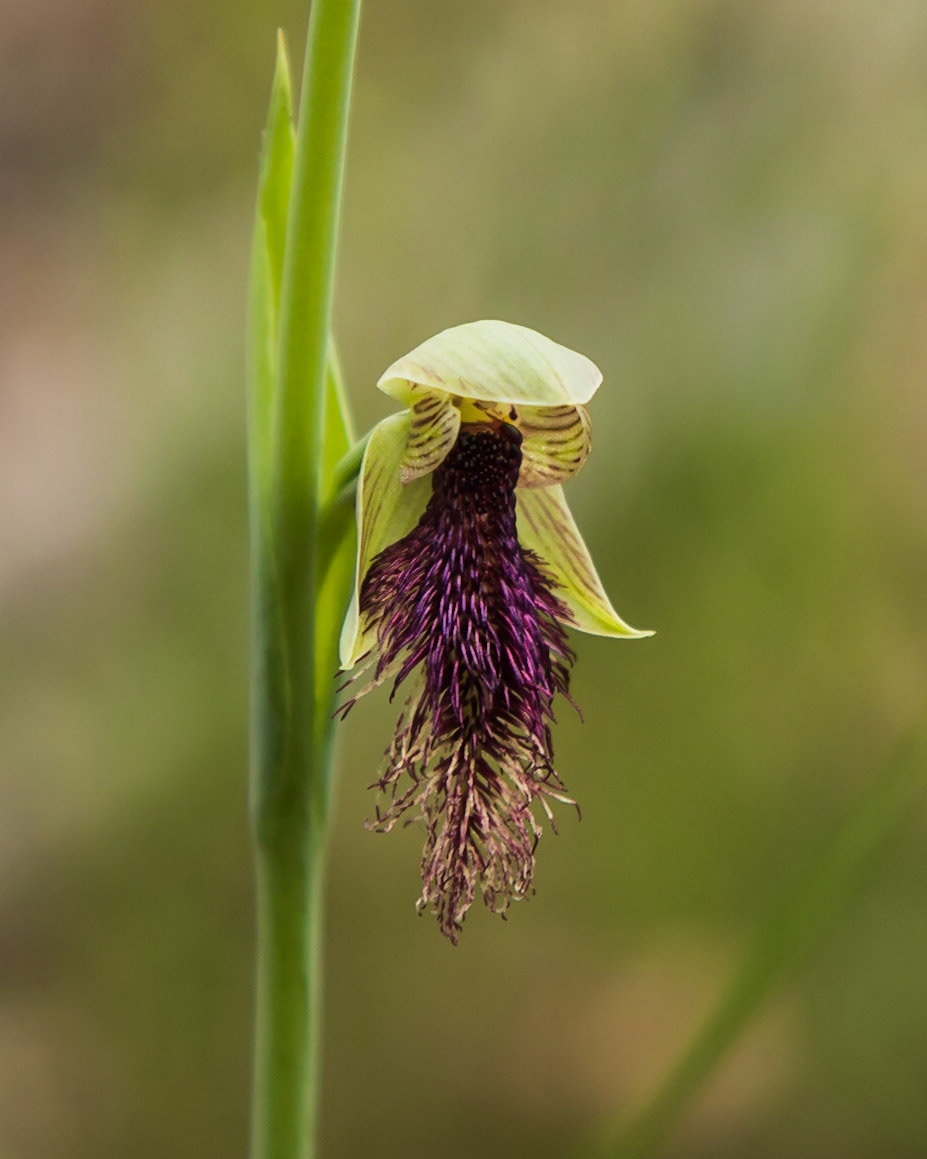 Calochilus robertsonii
