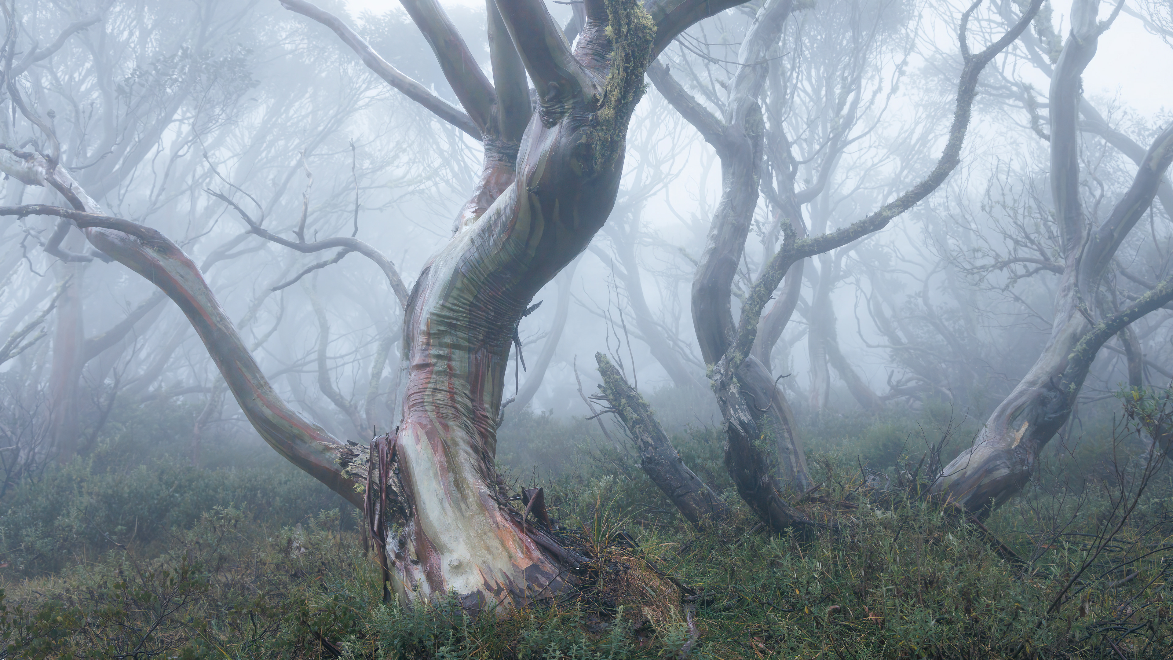 Dancing Snow Gums