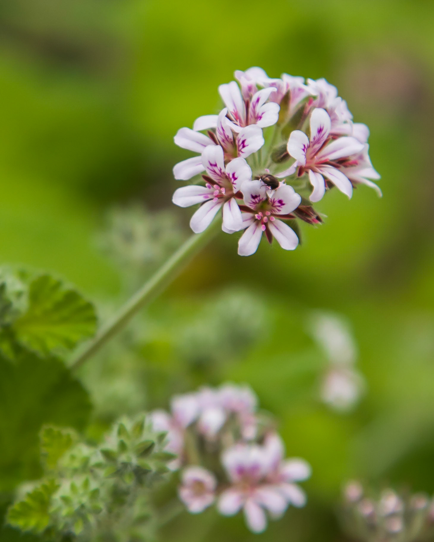 Pelargonium australe