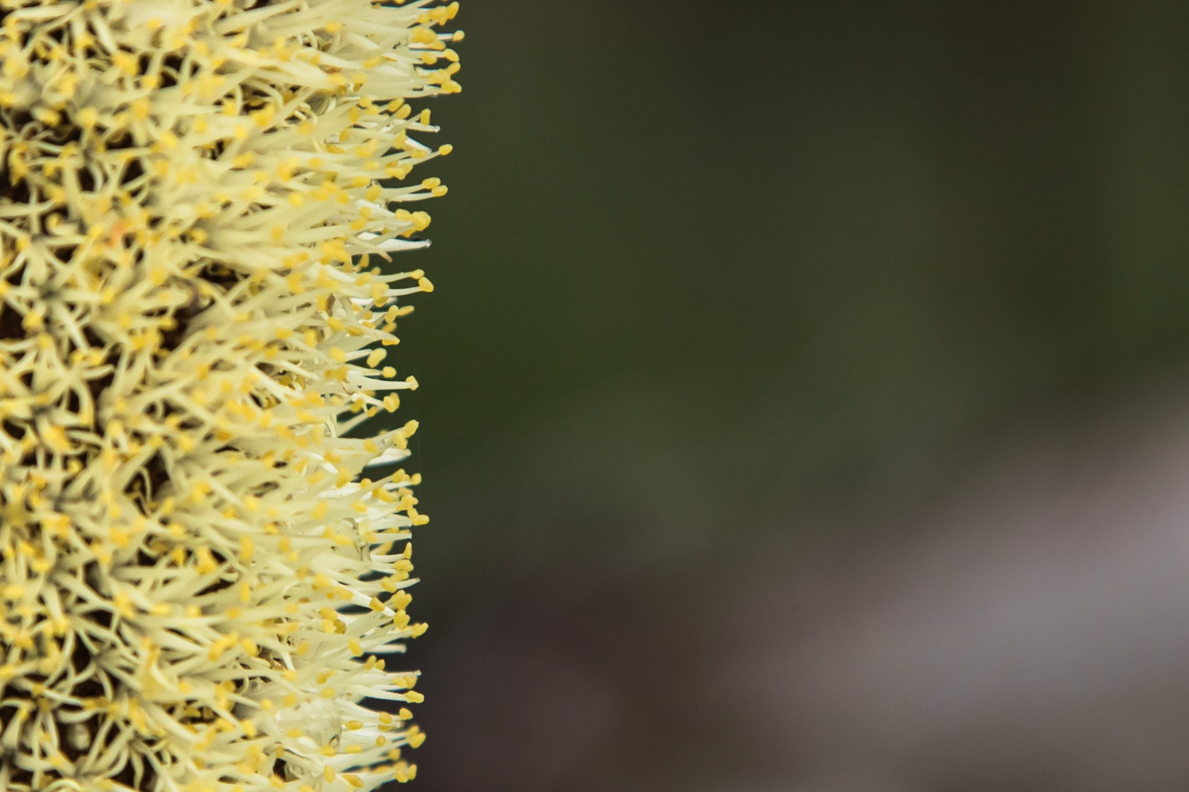 Xanthorrhoea resinosa