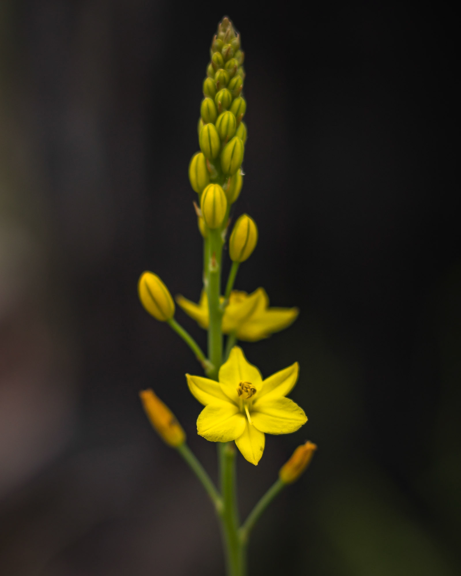 Bulbine bulbosa