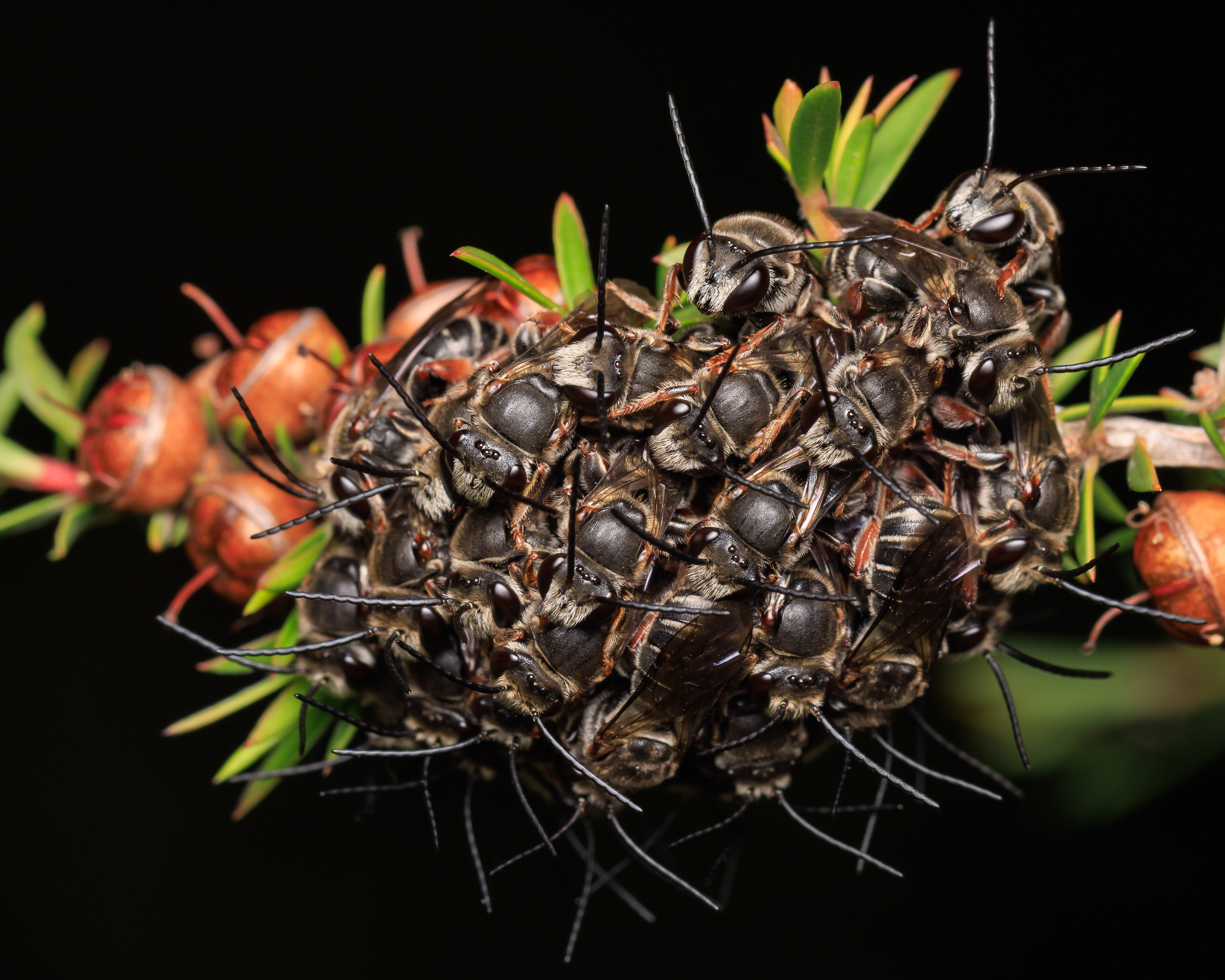 Bee ball - Australian Photographic Prize 2025, Silver with Distinction Medal