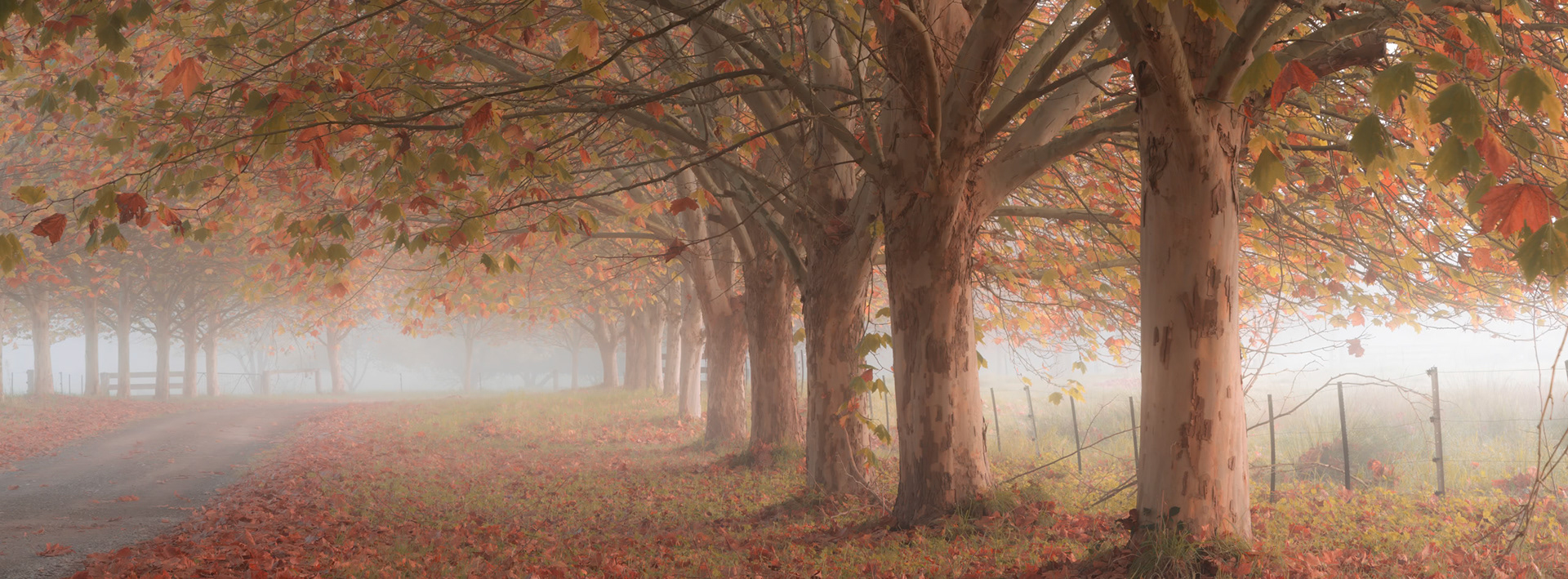 Autumn haze
