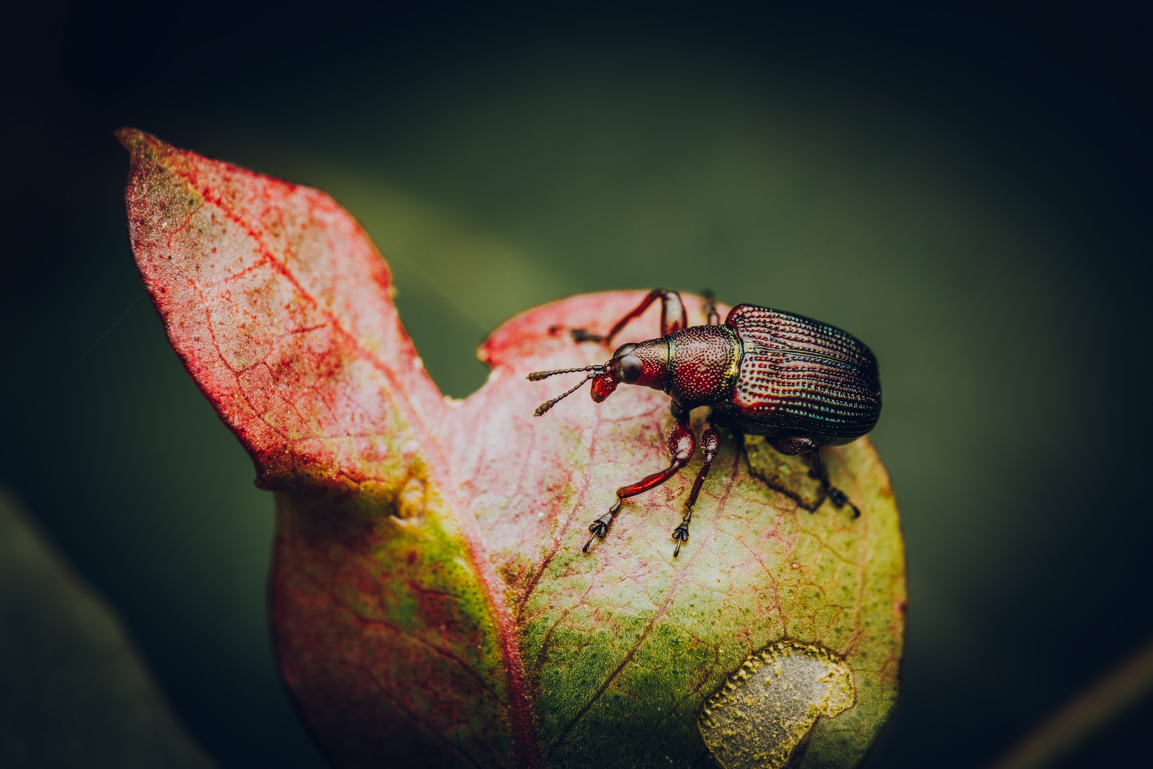 Weevil
