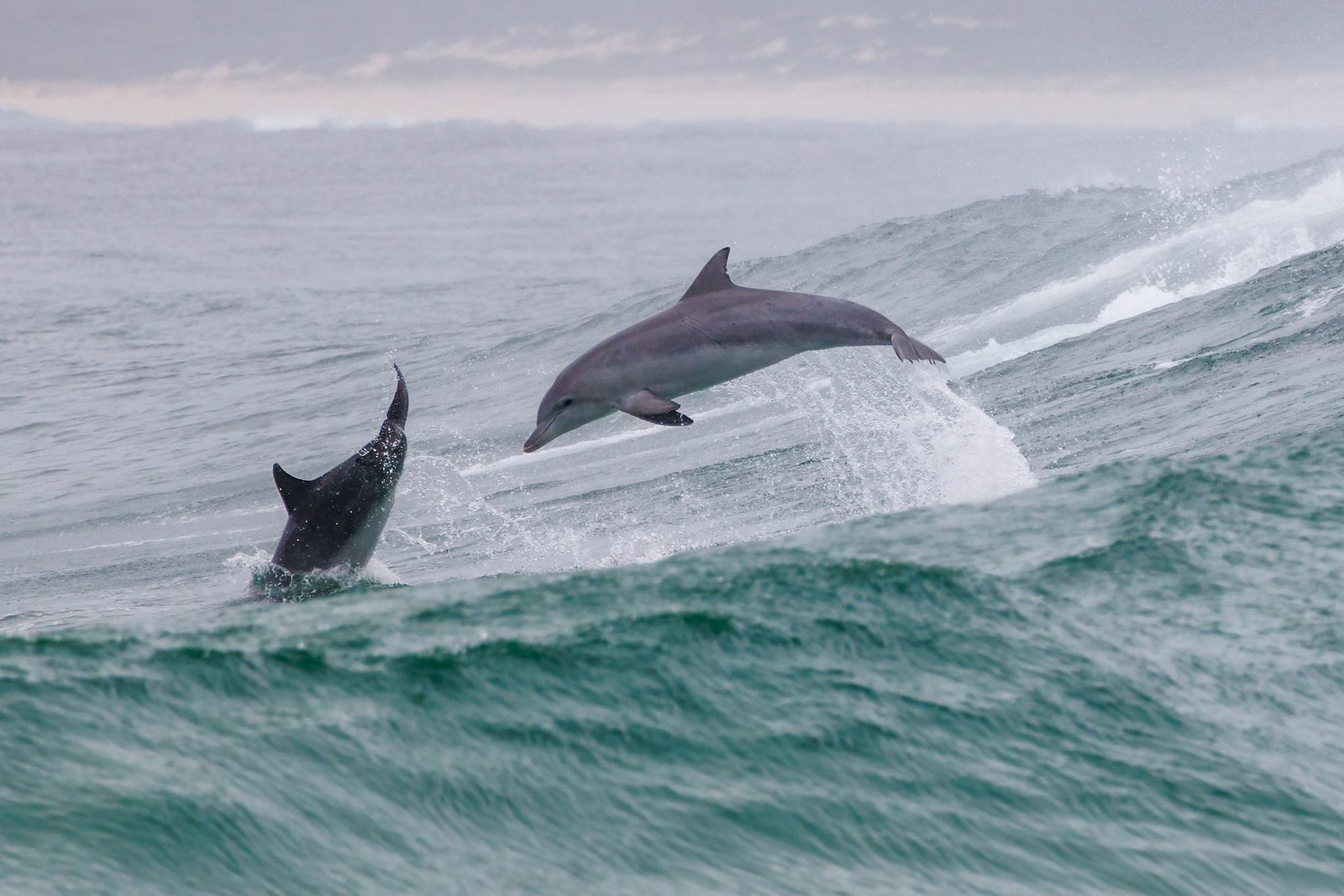 Dolphins leaping
