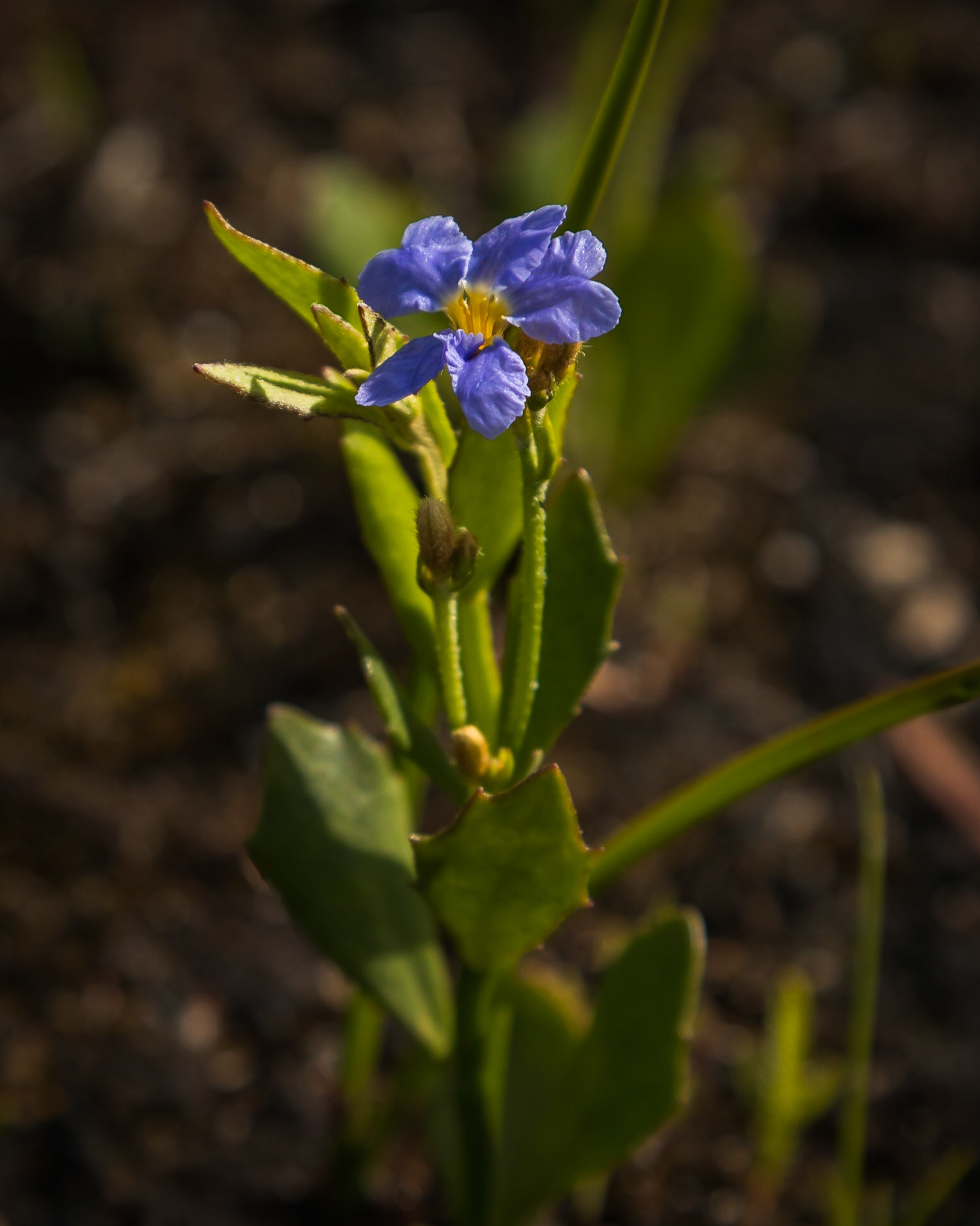 Dampiera stricta