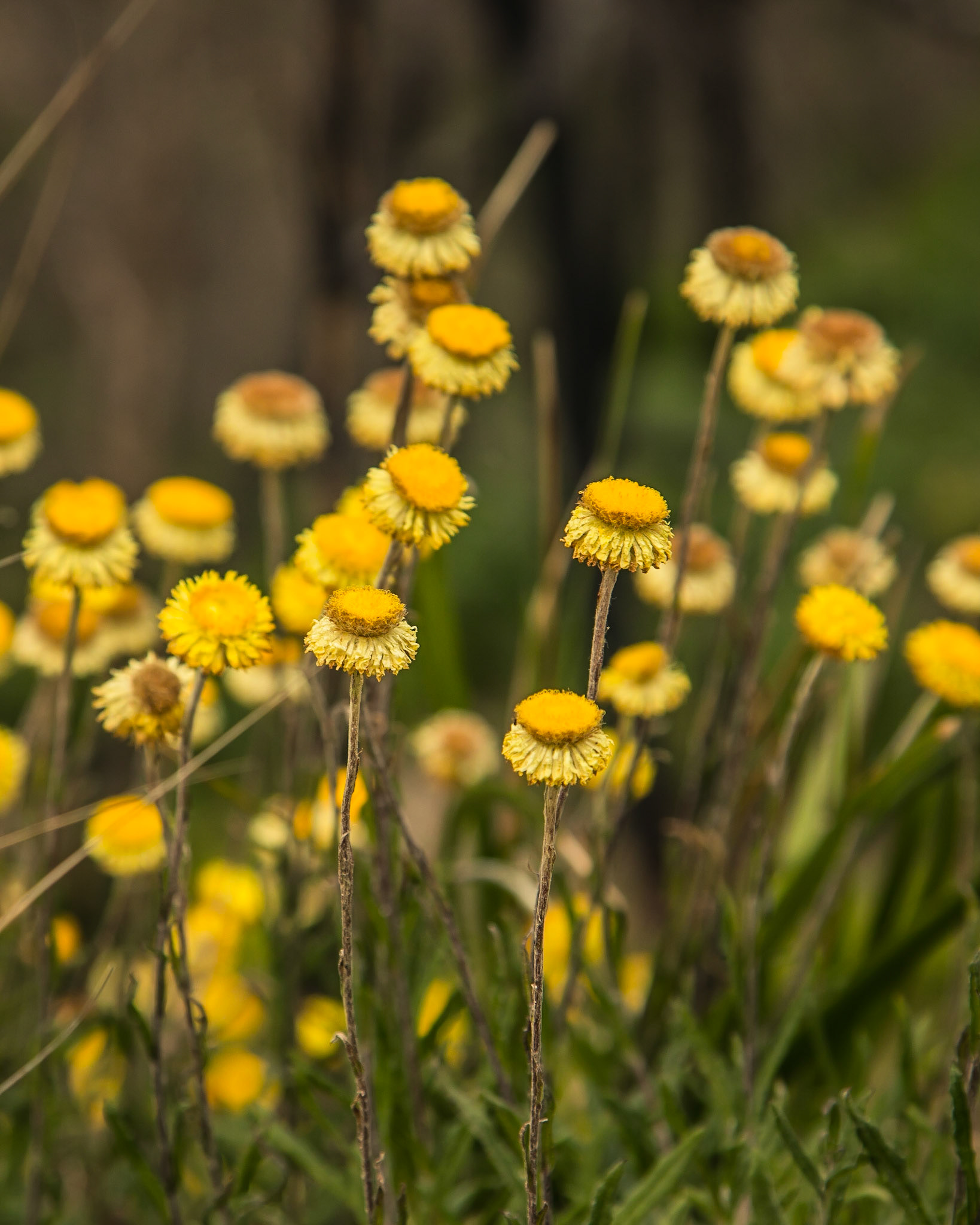 Coronidium scorpioides