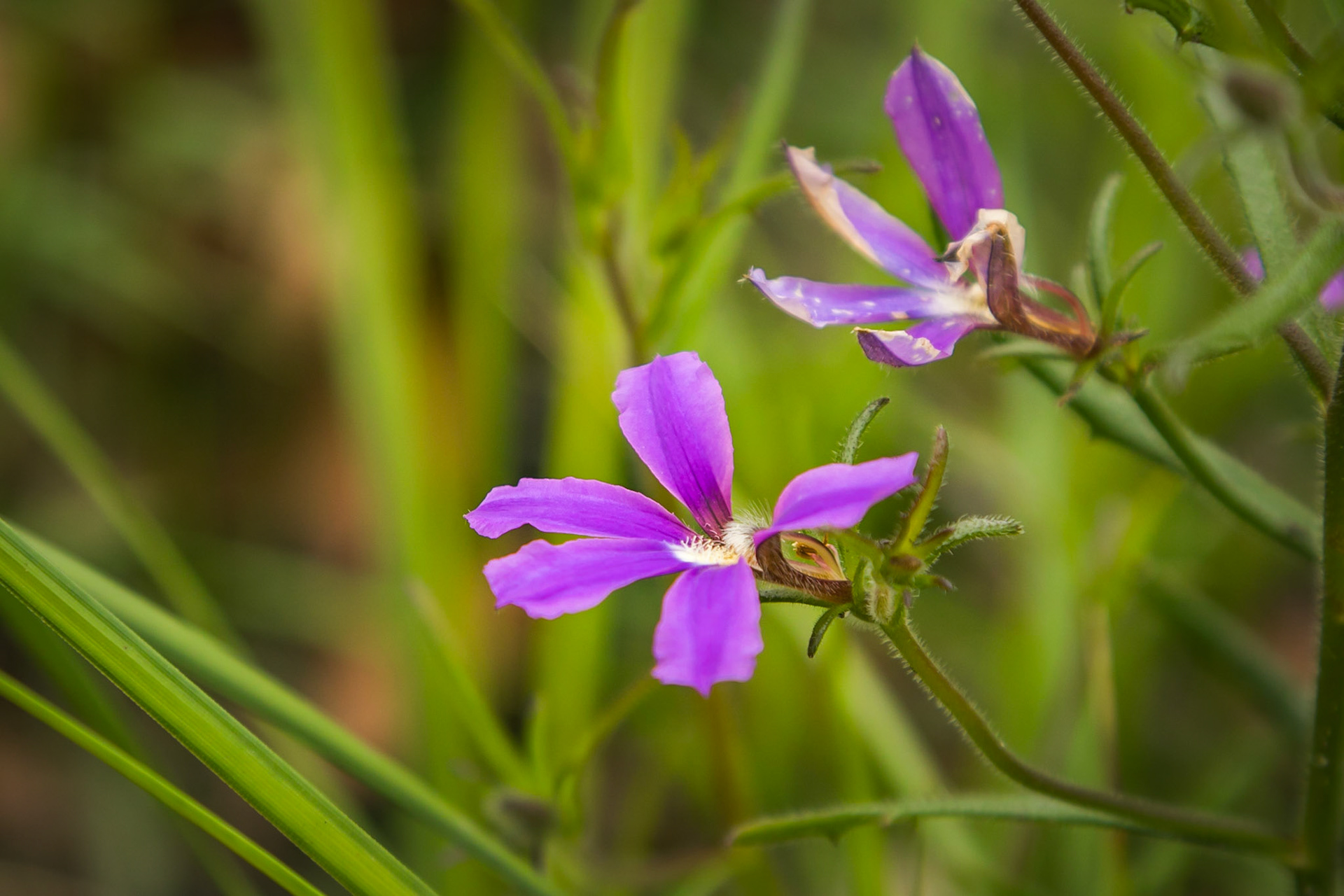 Scaevola ramosissima
