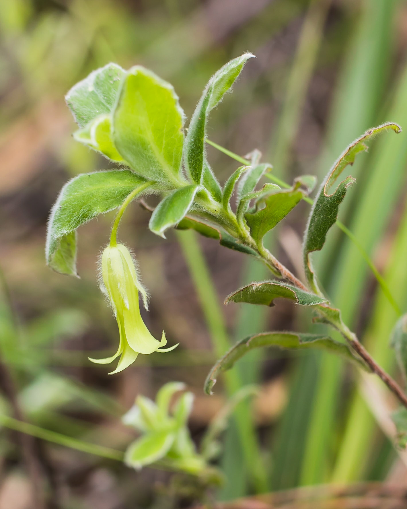 Billardiera scandens