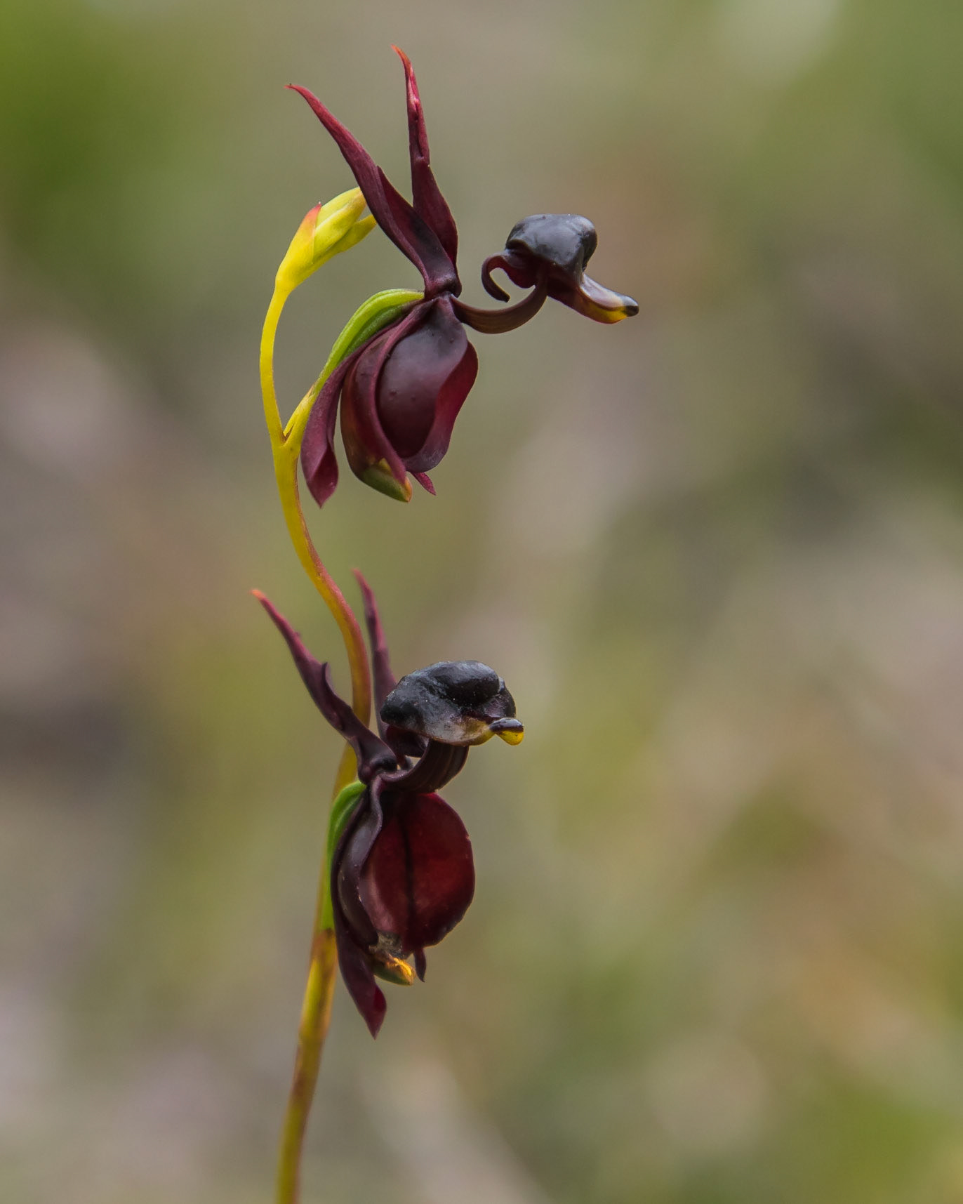 Caleana major