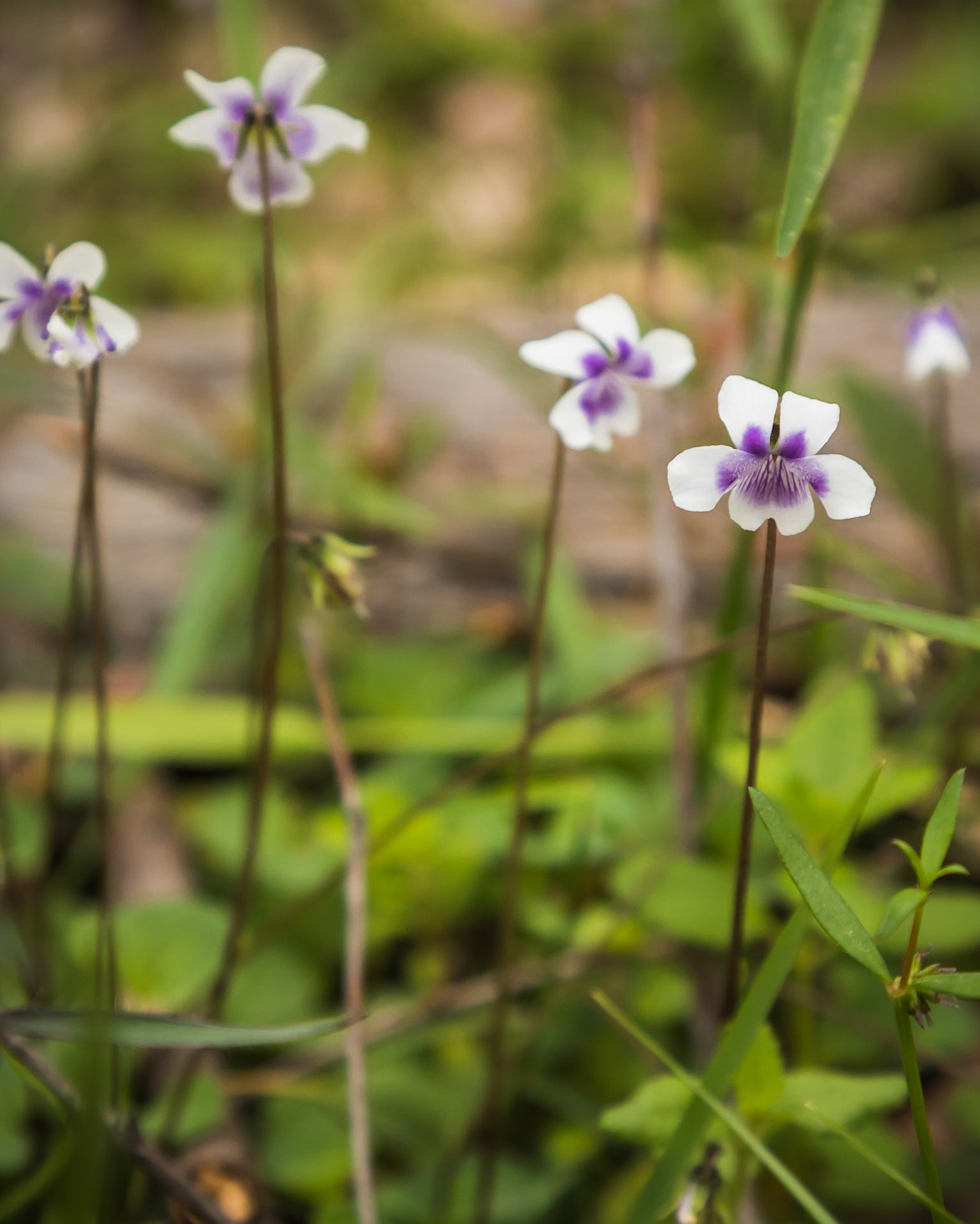 Viola hederacea