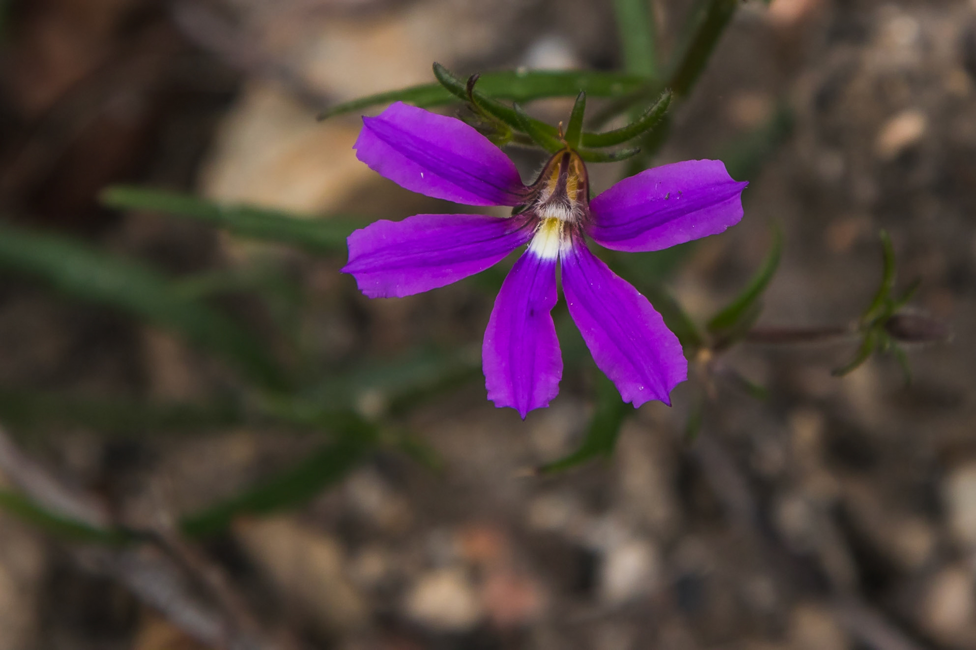 Scaevola ramosissima