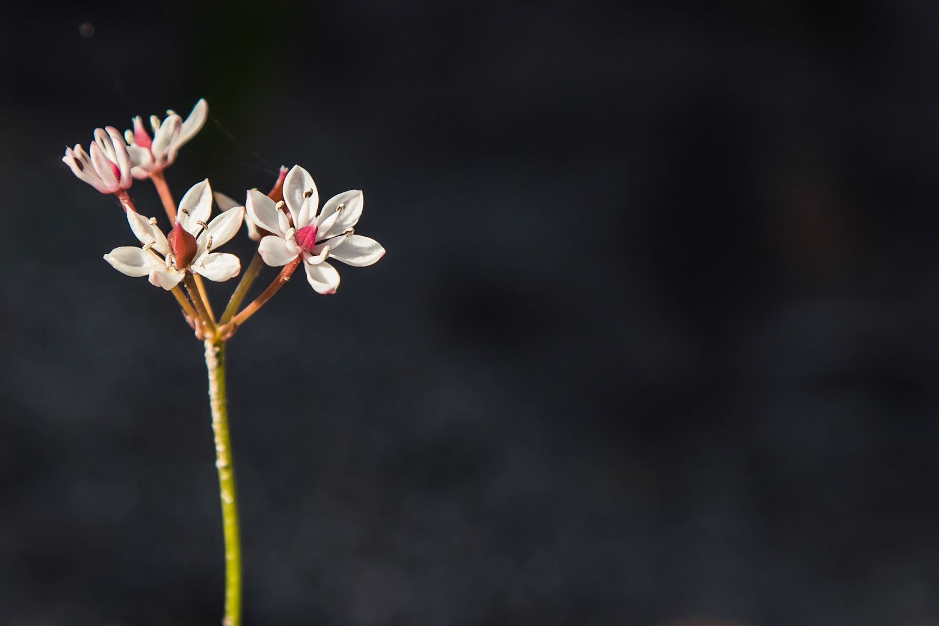 Burchardia umbellata