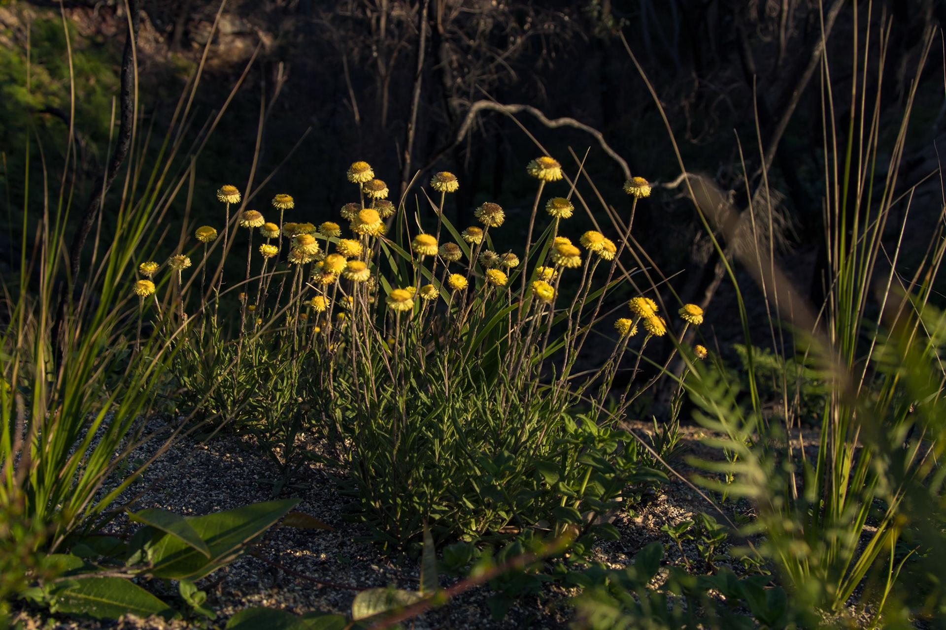 Coronidium scorpioides