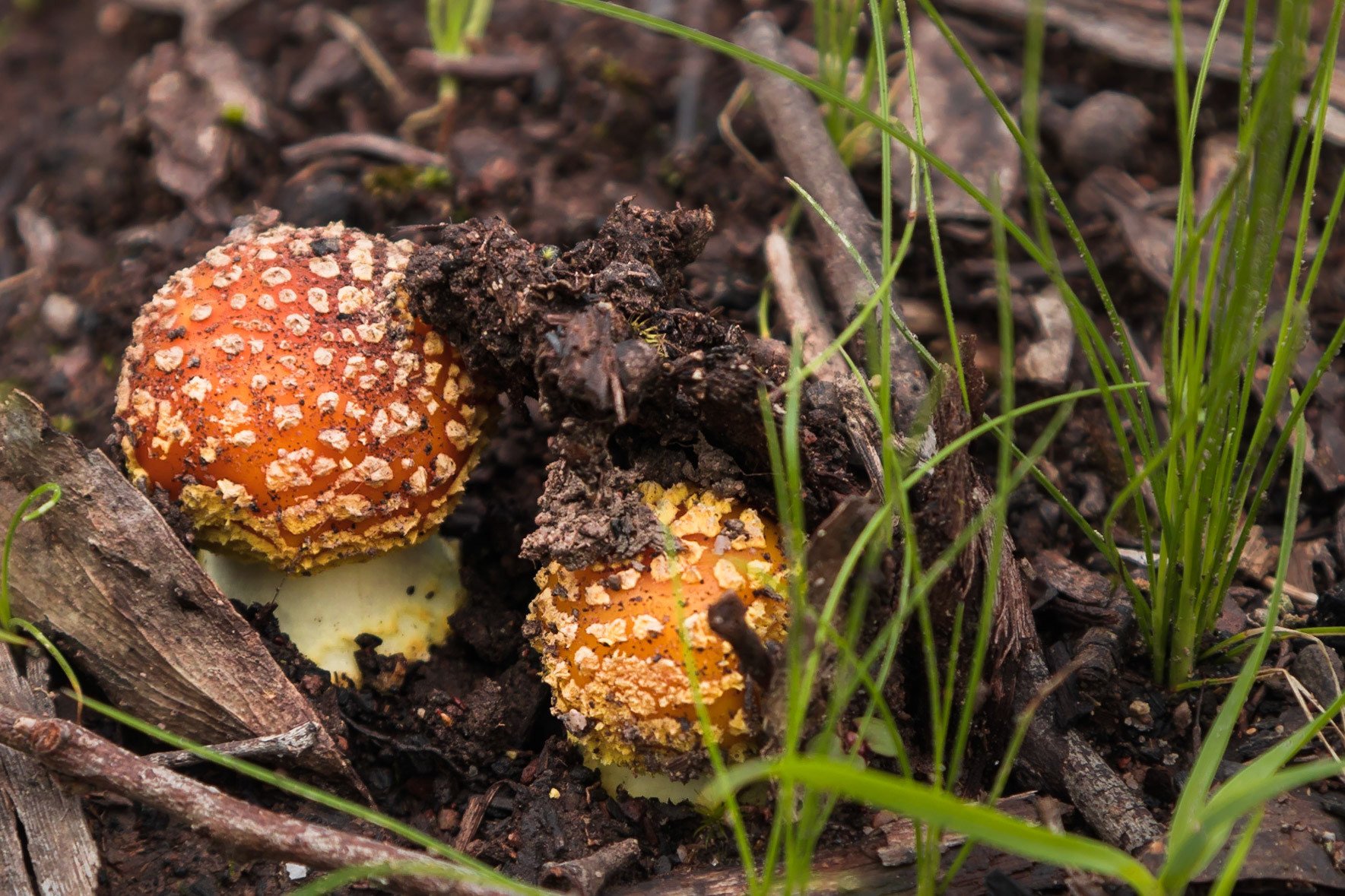 Amanita spp.