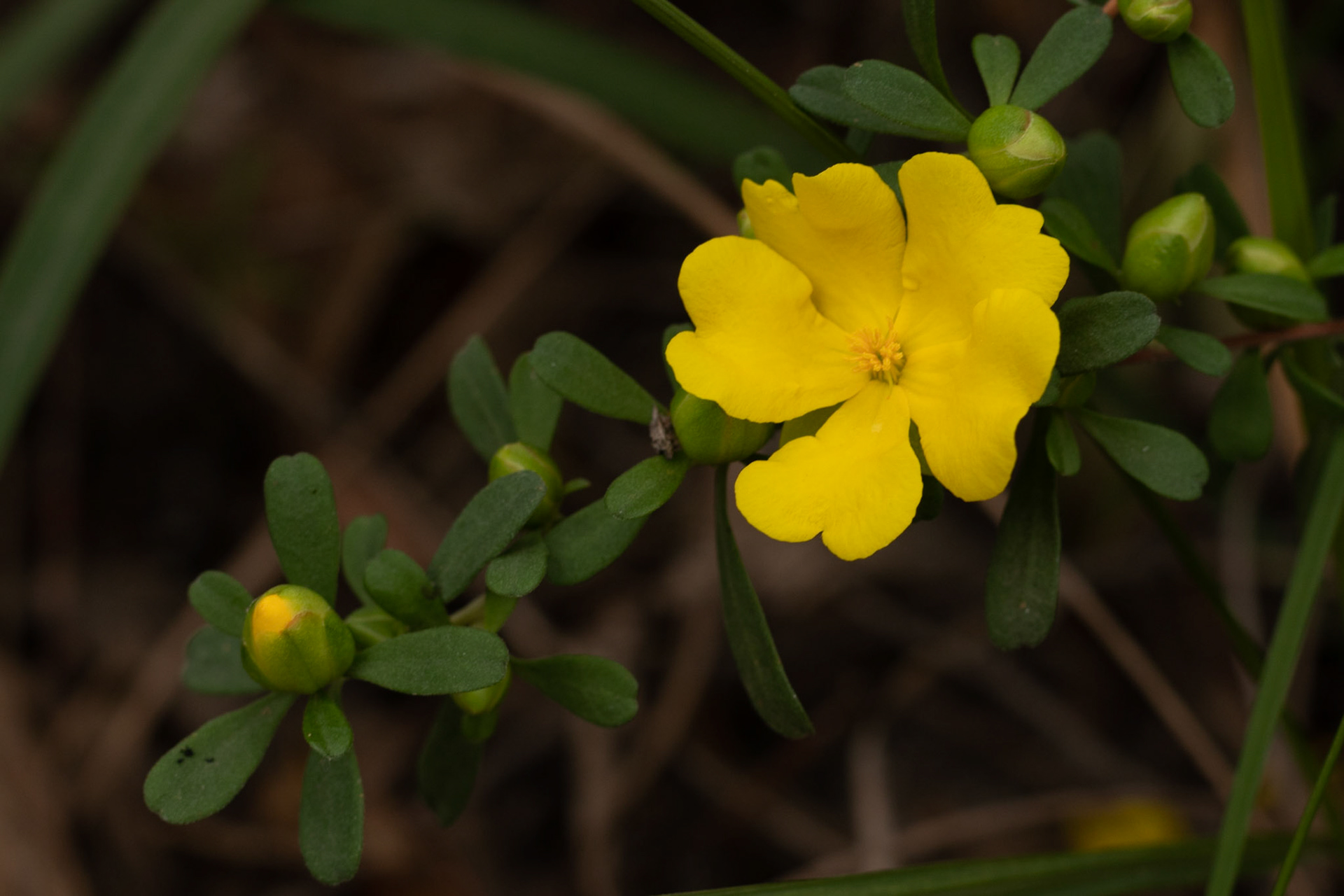 Hibbertia obtusifolia