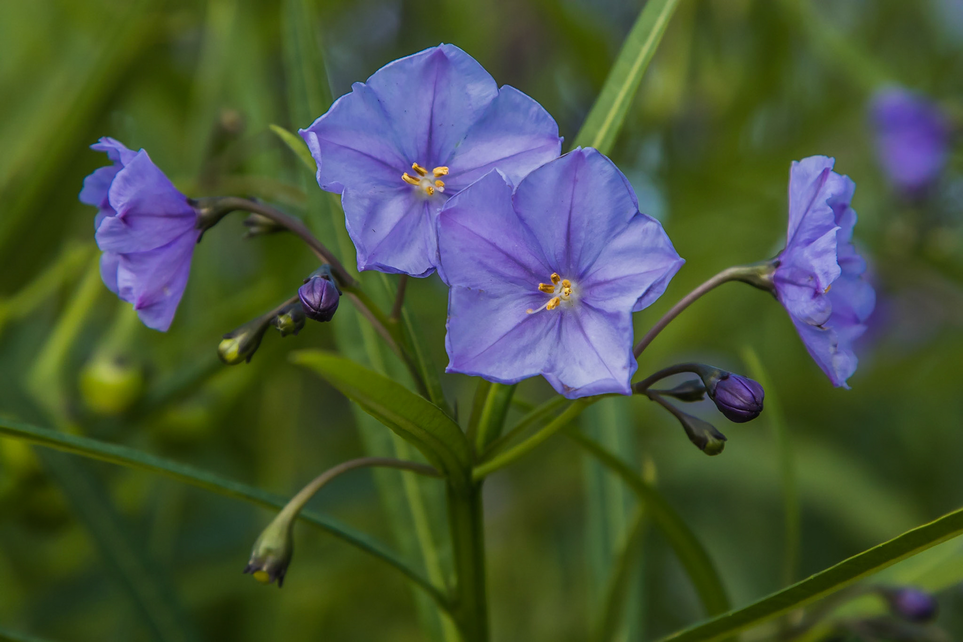 Solanum aviculare