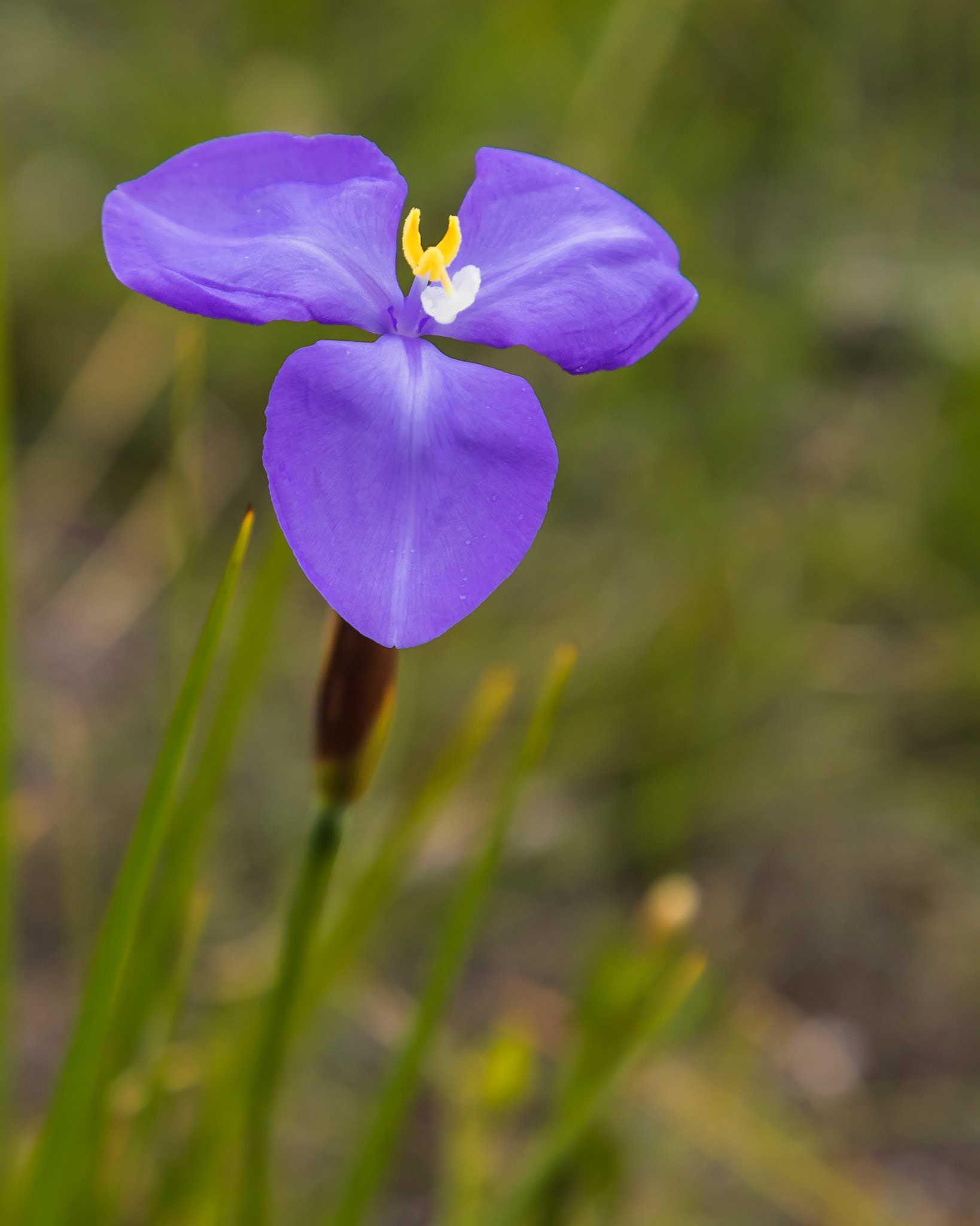 Patersonia occidentalis