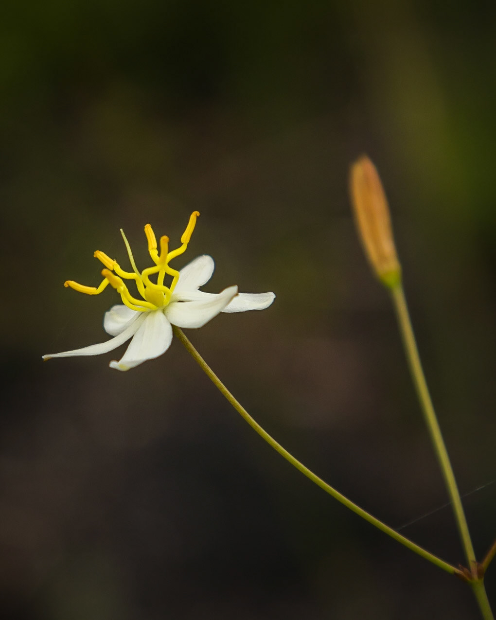 Thelionema caespitosum