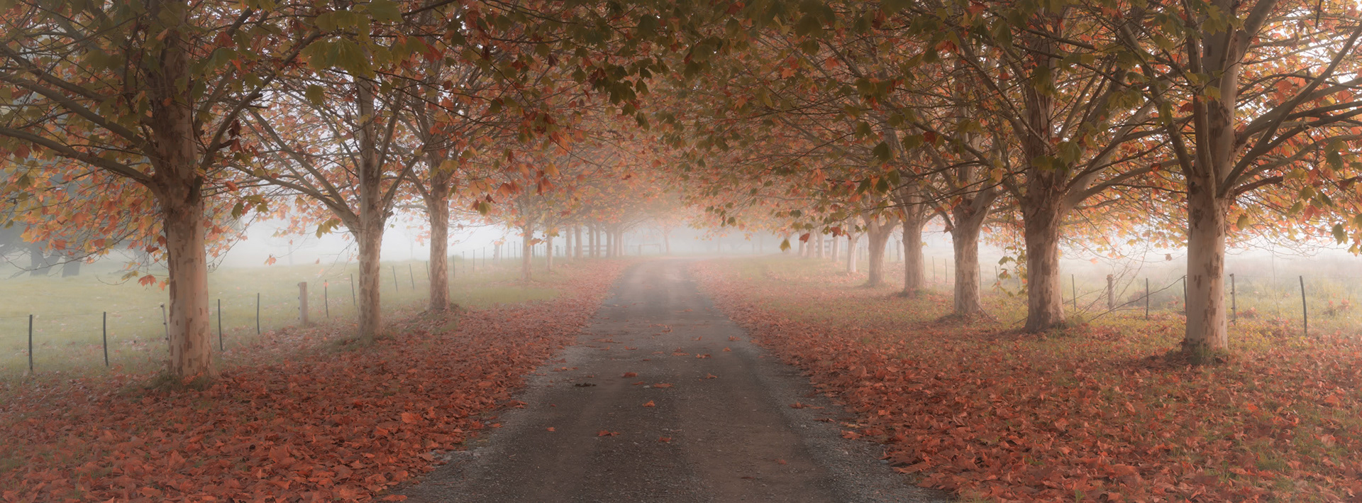 The Avenue