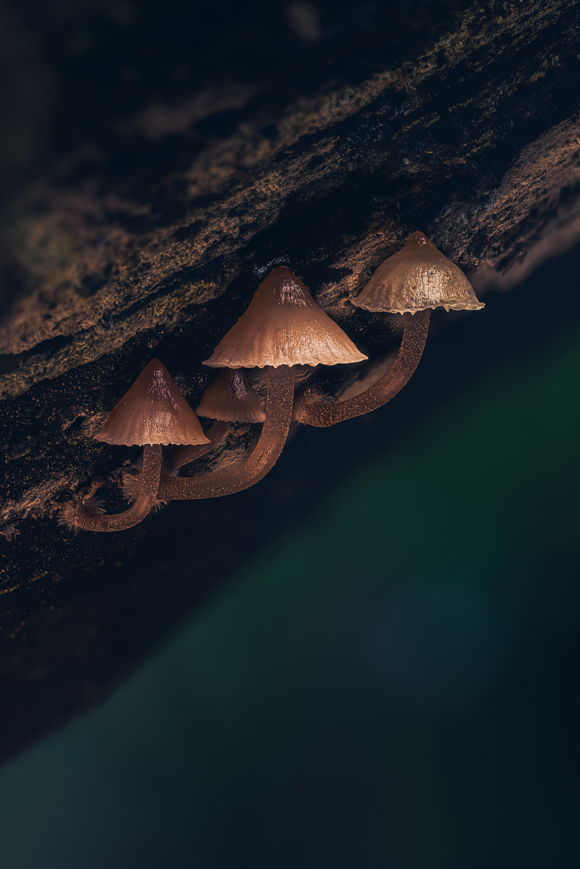 Quadruplets - Australian Photographic Prize 2025, Highly Commended