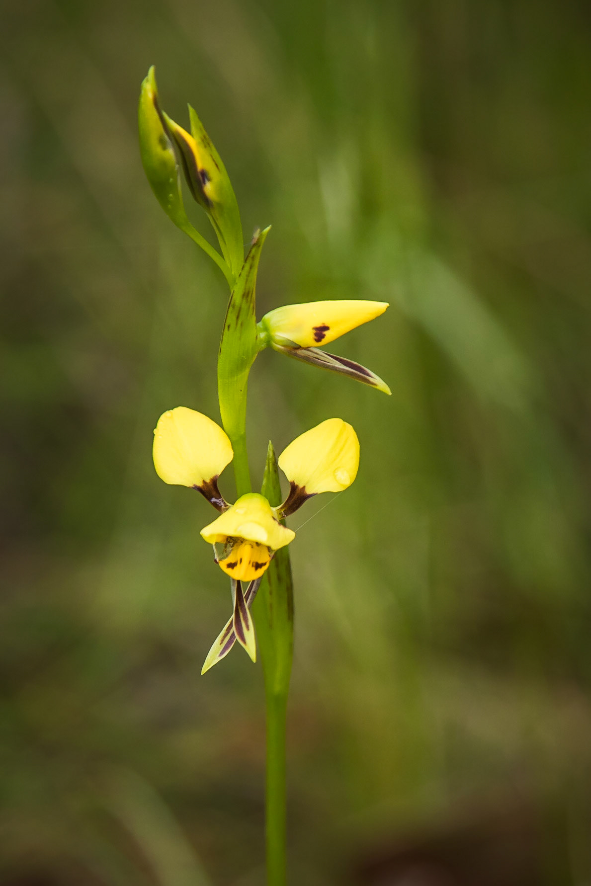 Diuris sulphurea