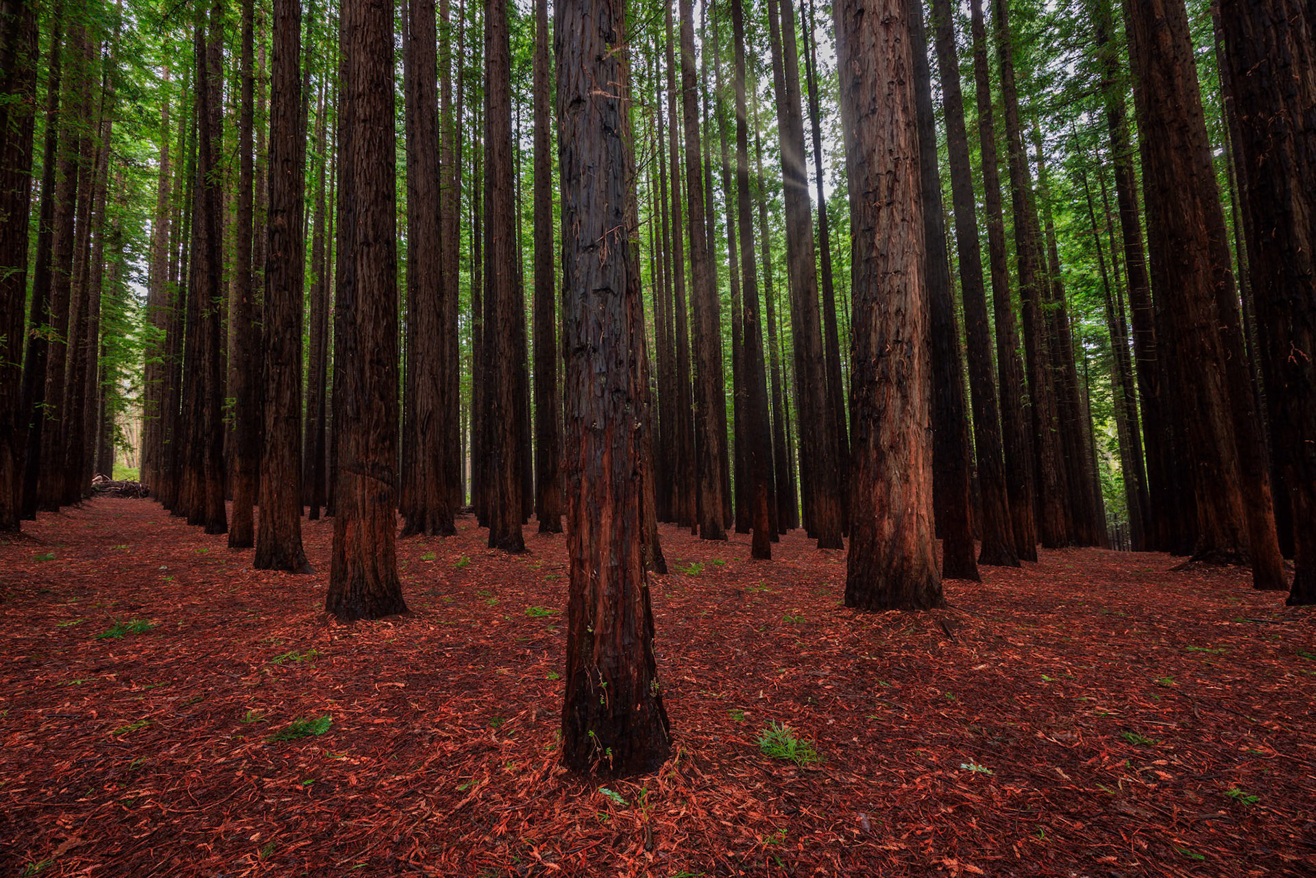 Redwood forest