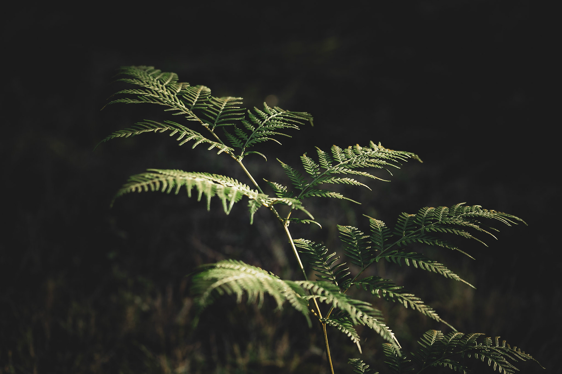 Bracken