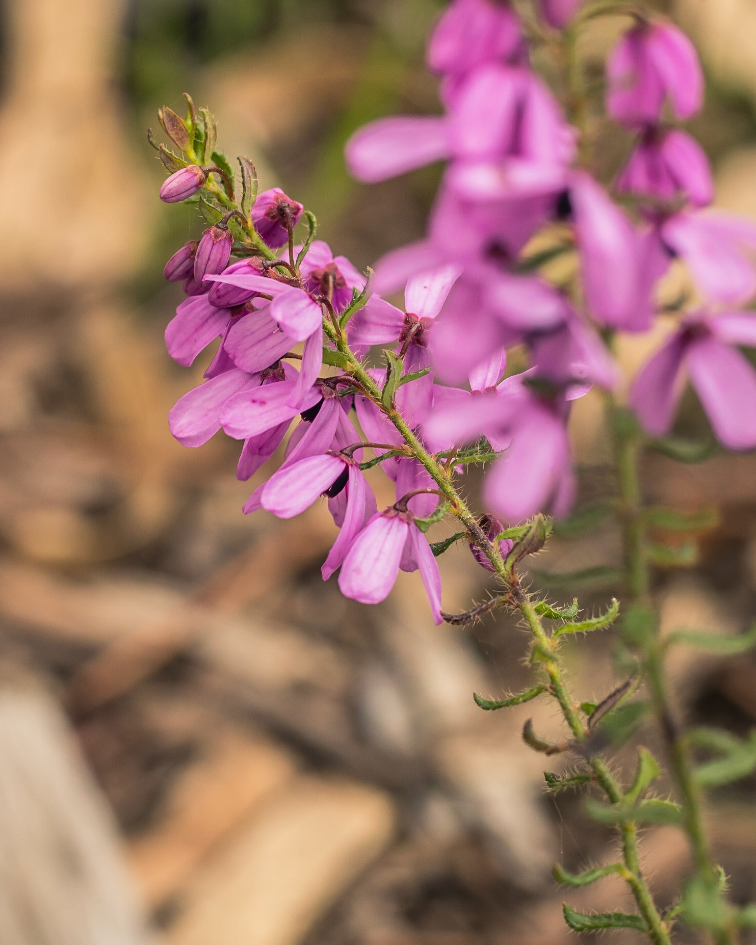 Tetratheca pilosa