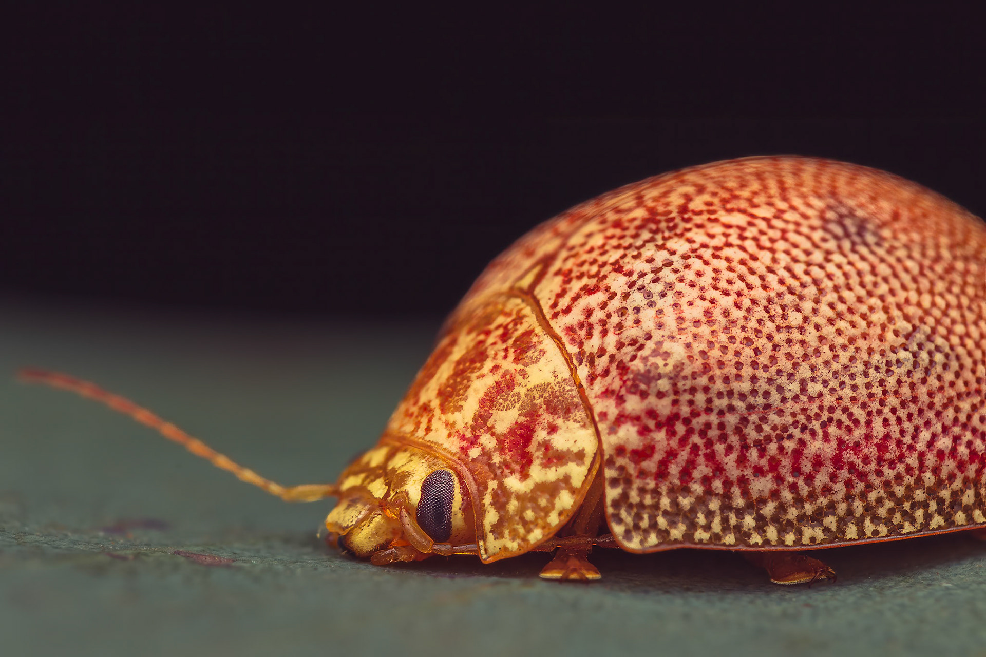 Eucalypt leaf beetle