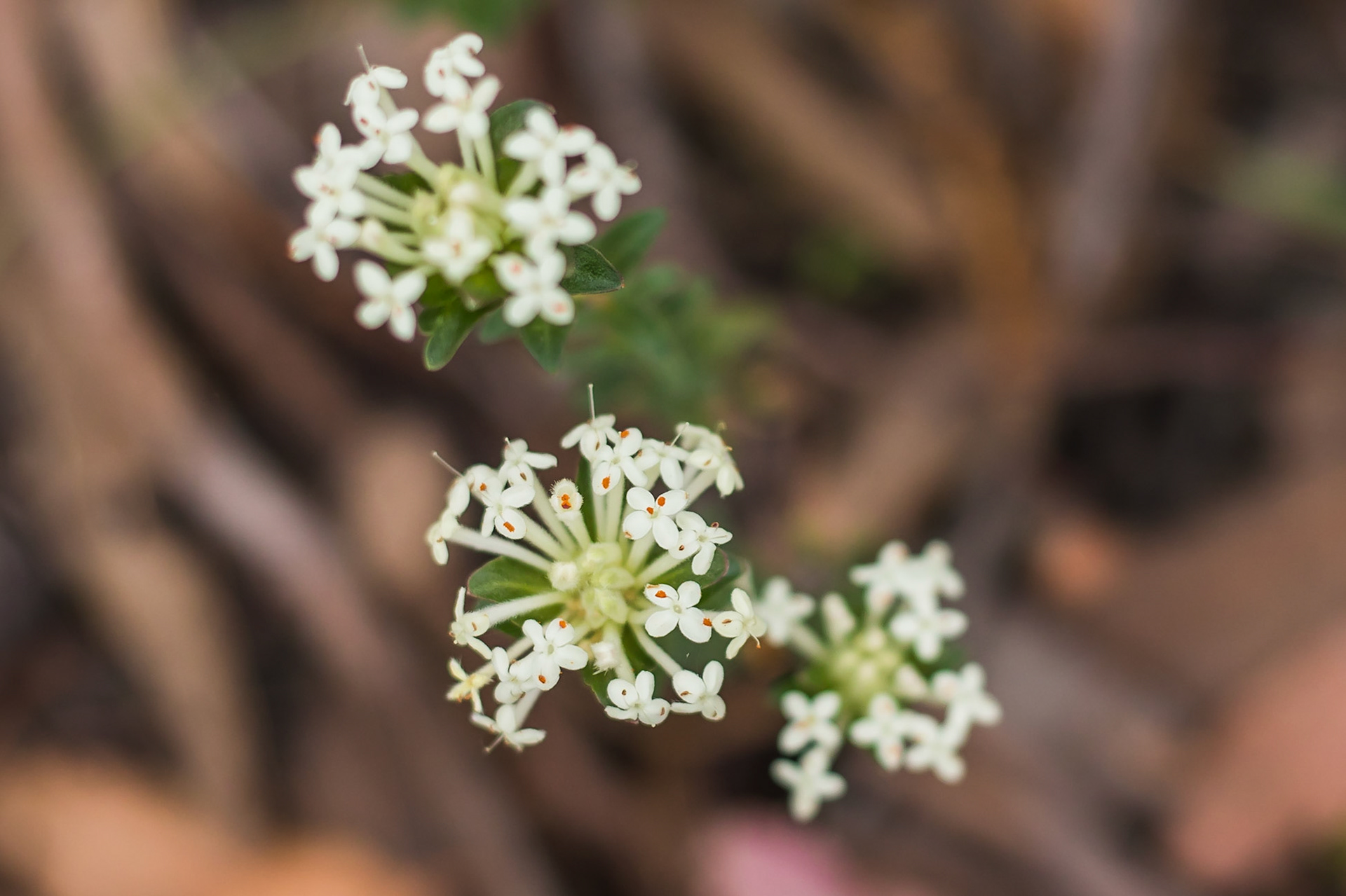 Pimelea humilis