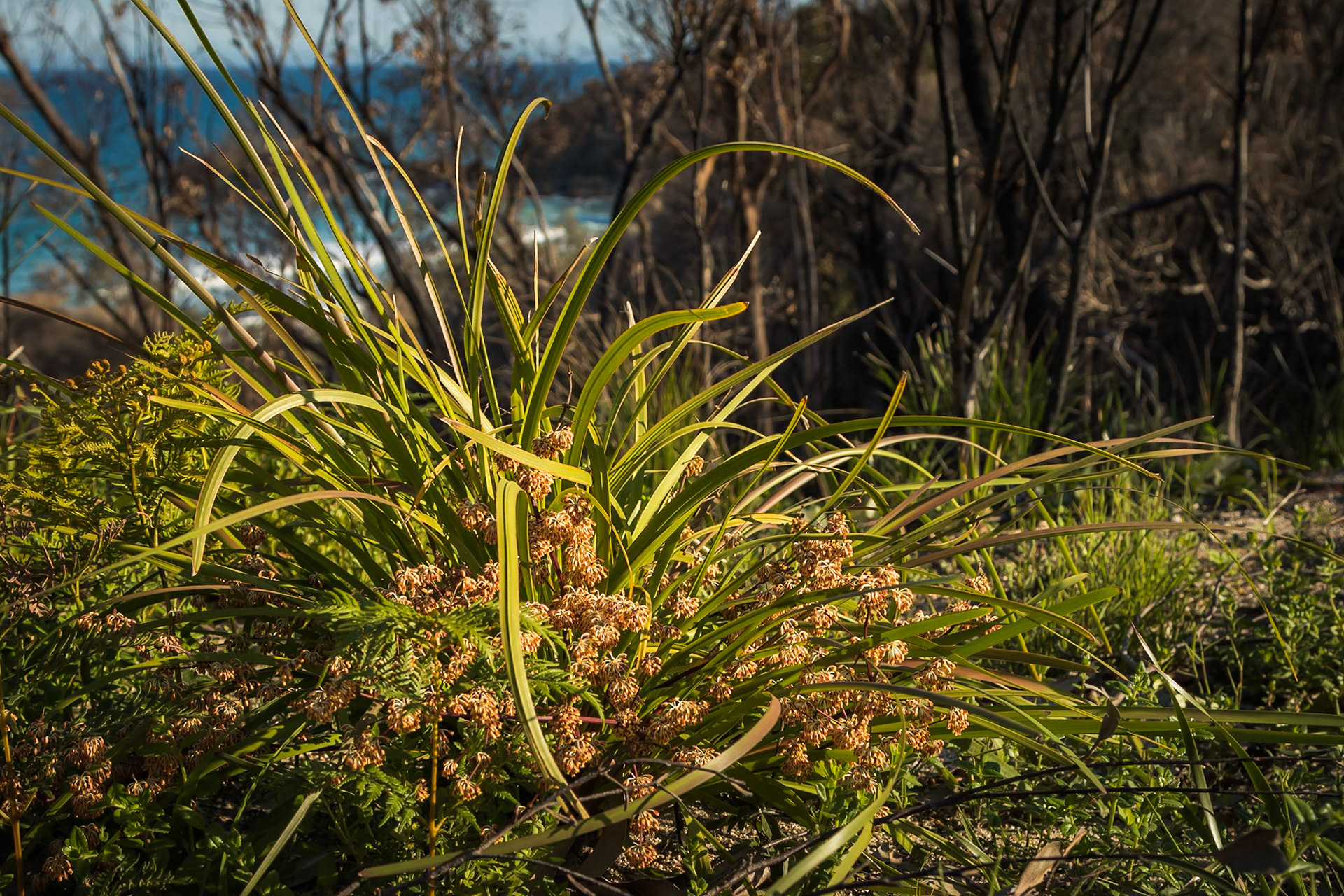 Lomandra multiflora