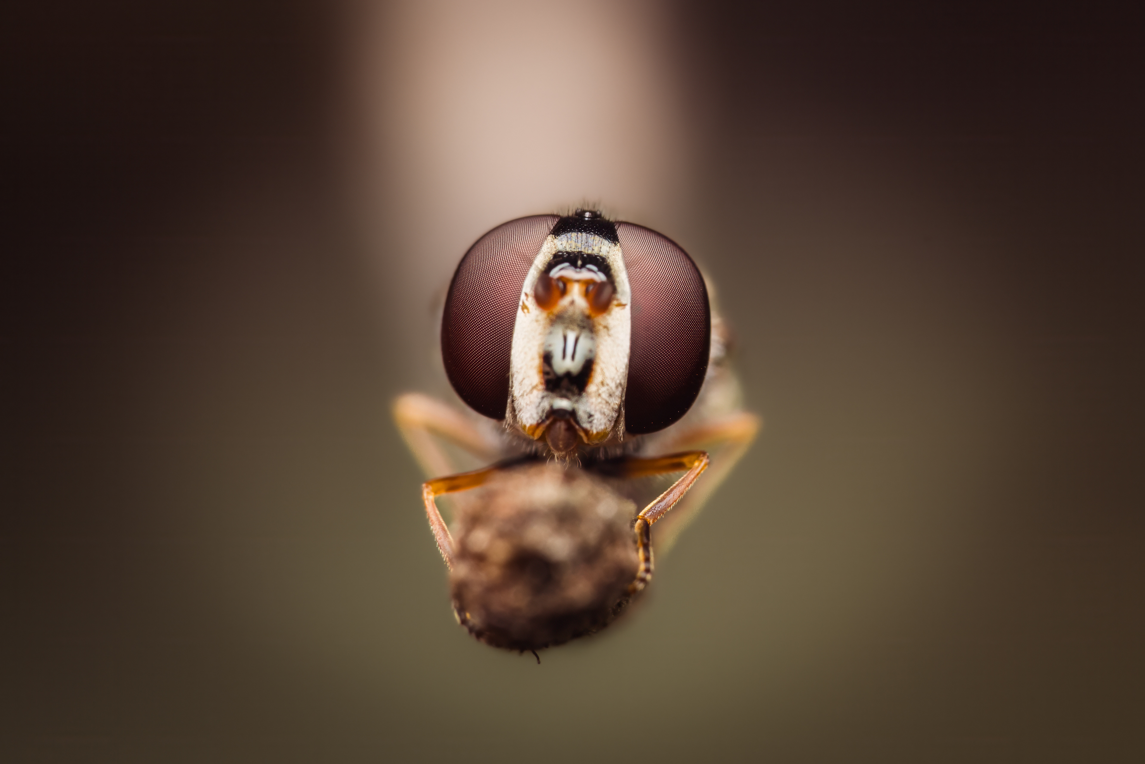 Hoverfly eyes