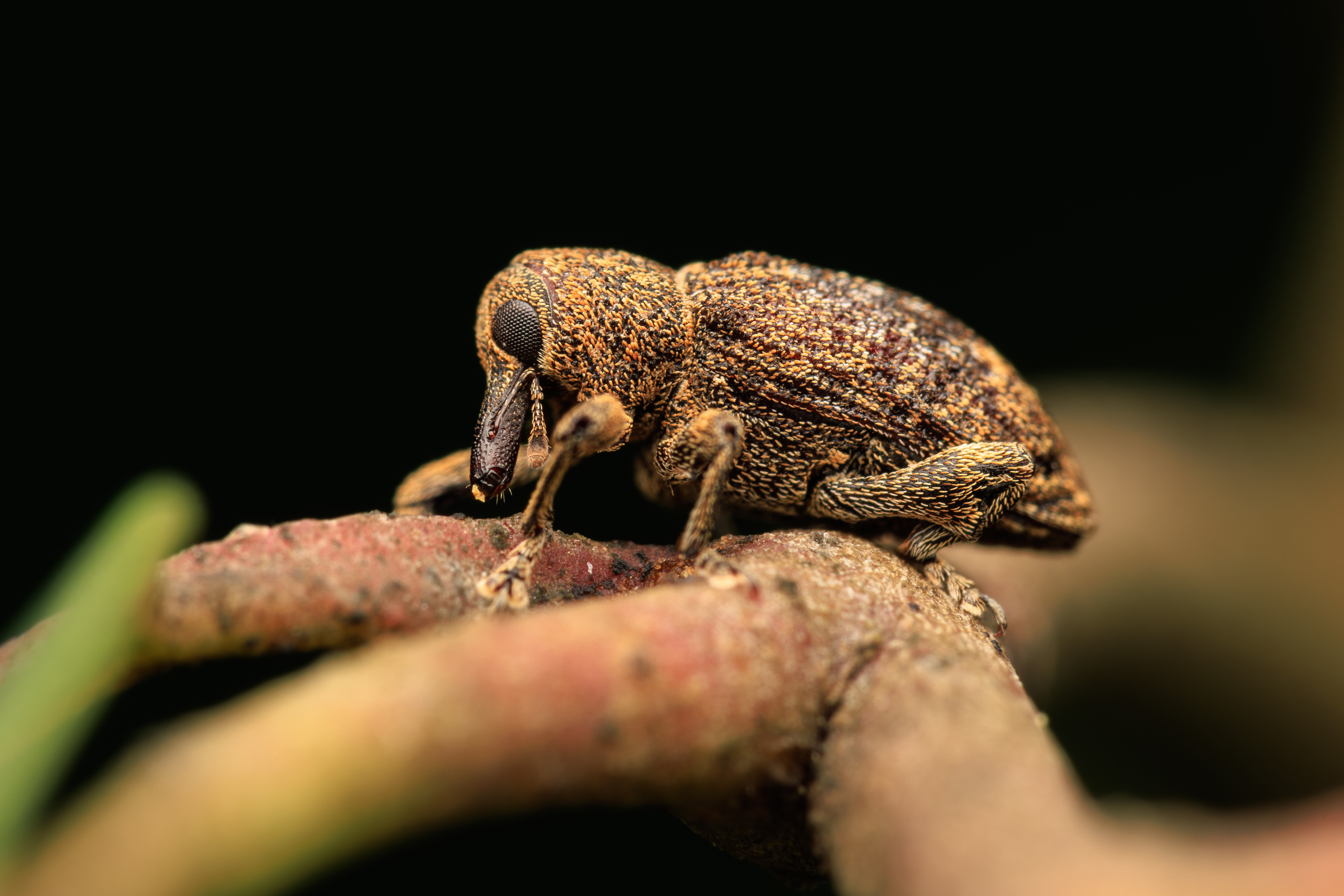 Weevil profile