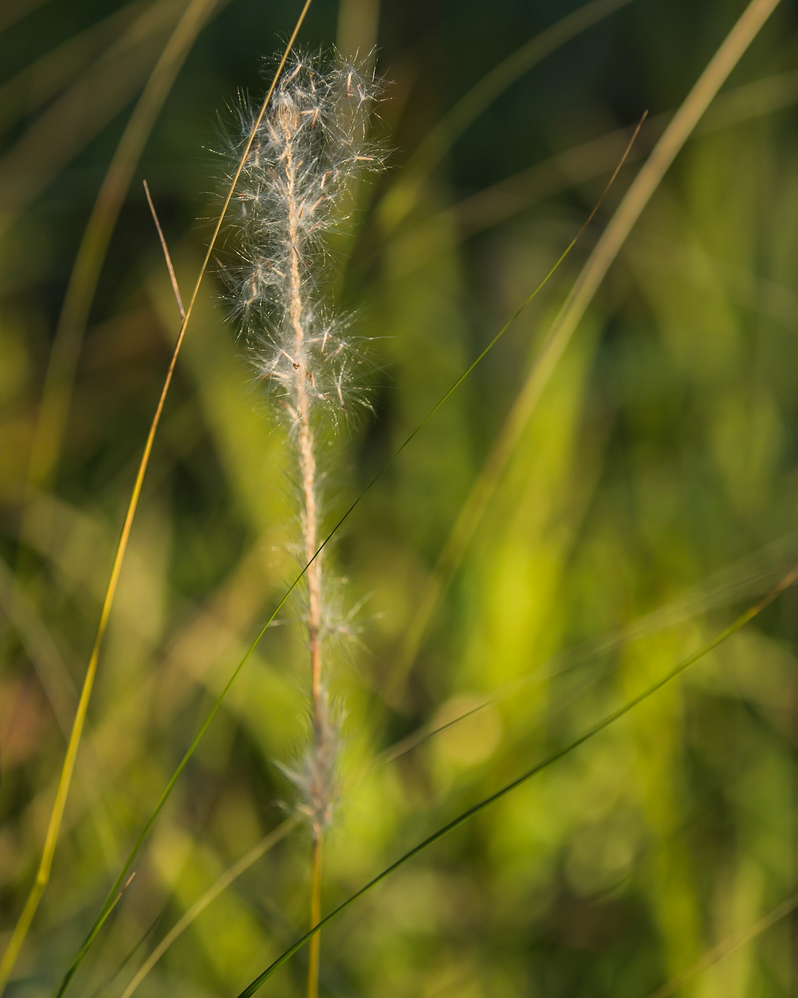 Imperata cylinrica