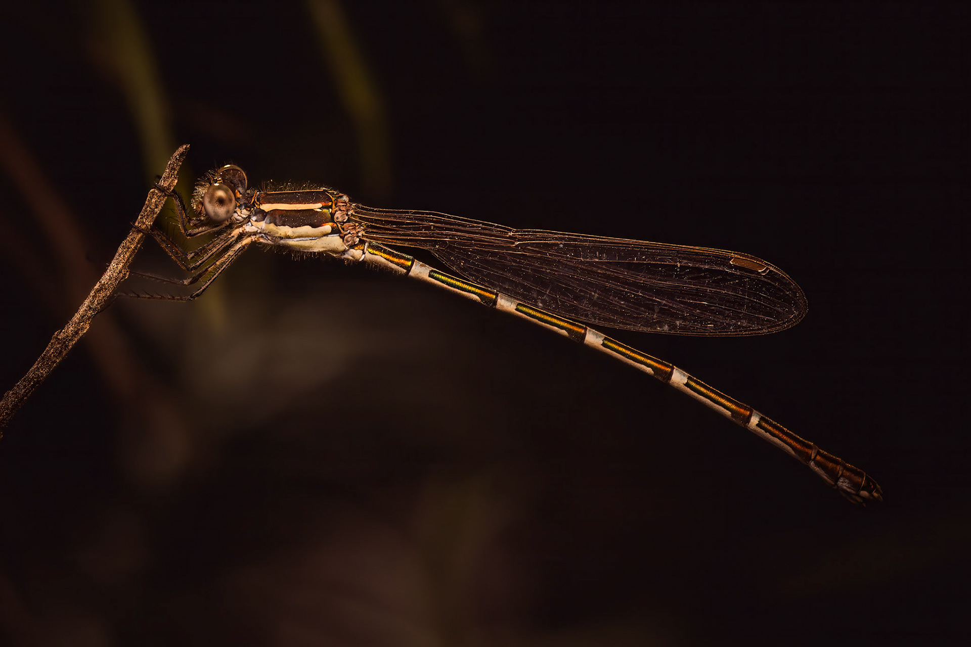 Damselfly settling down