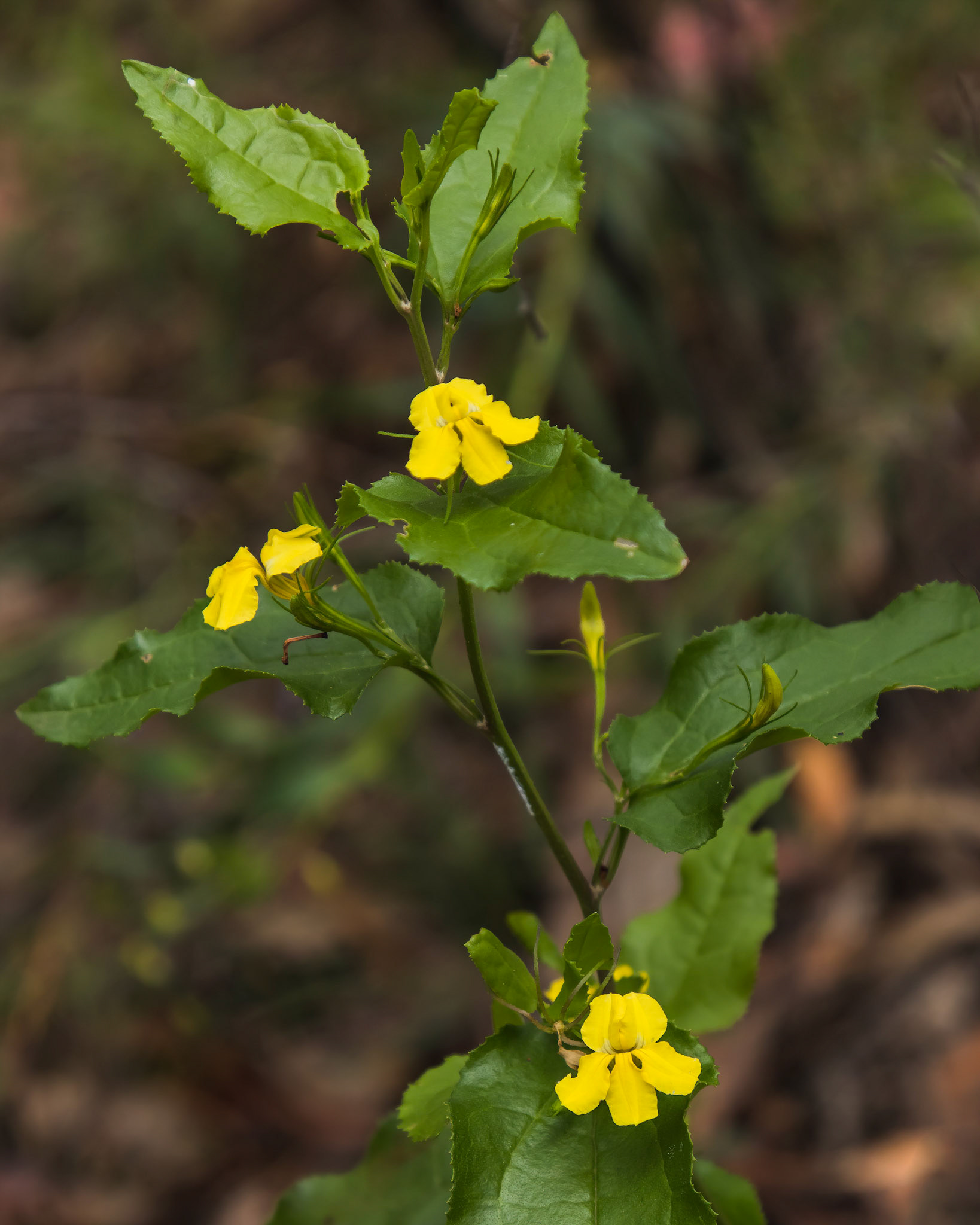 Goodenia ovata