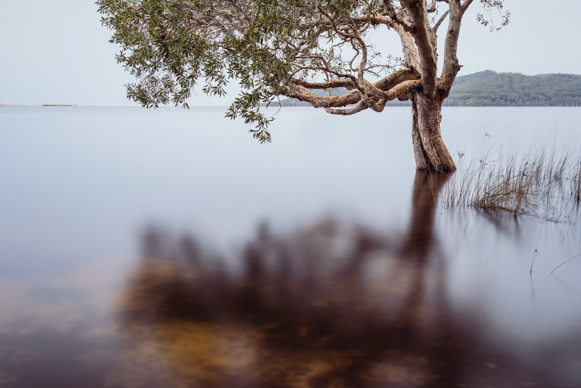 Flooded paperbark