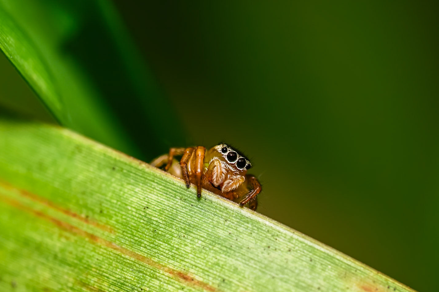 Jumping spider portrait
