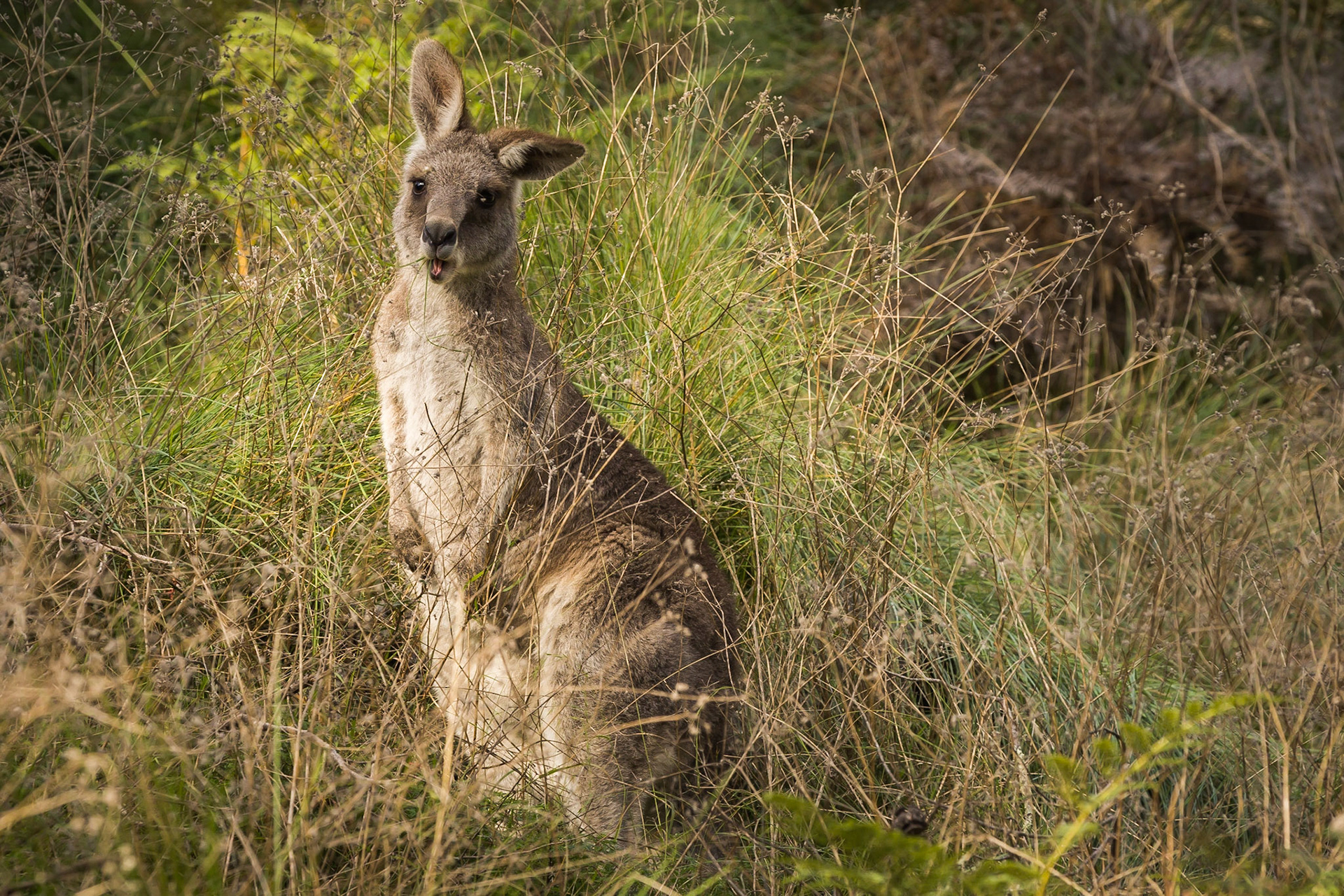 Eastern grey kangaroo joey
