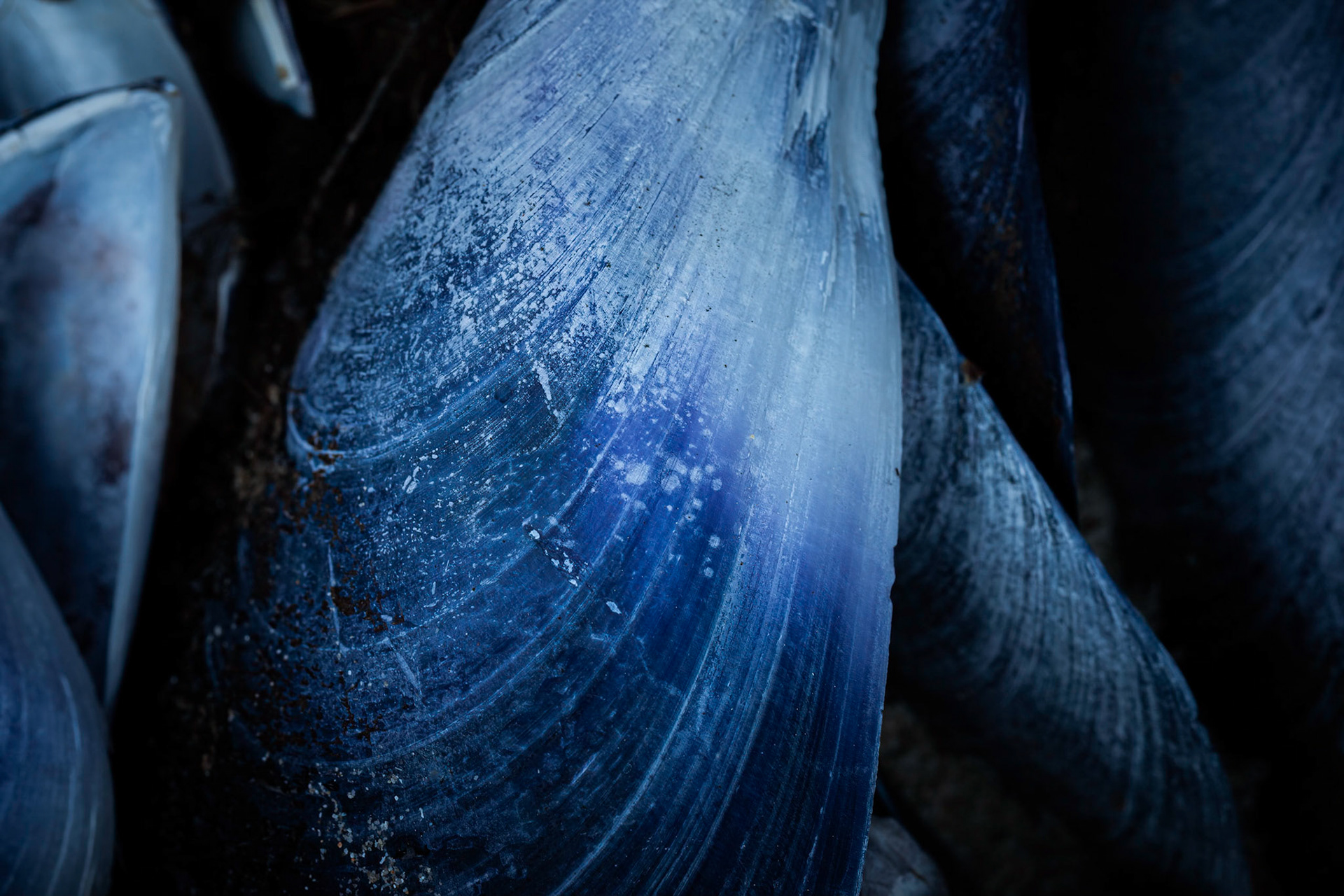 Mussel blues abstract
