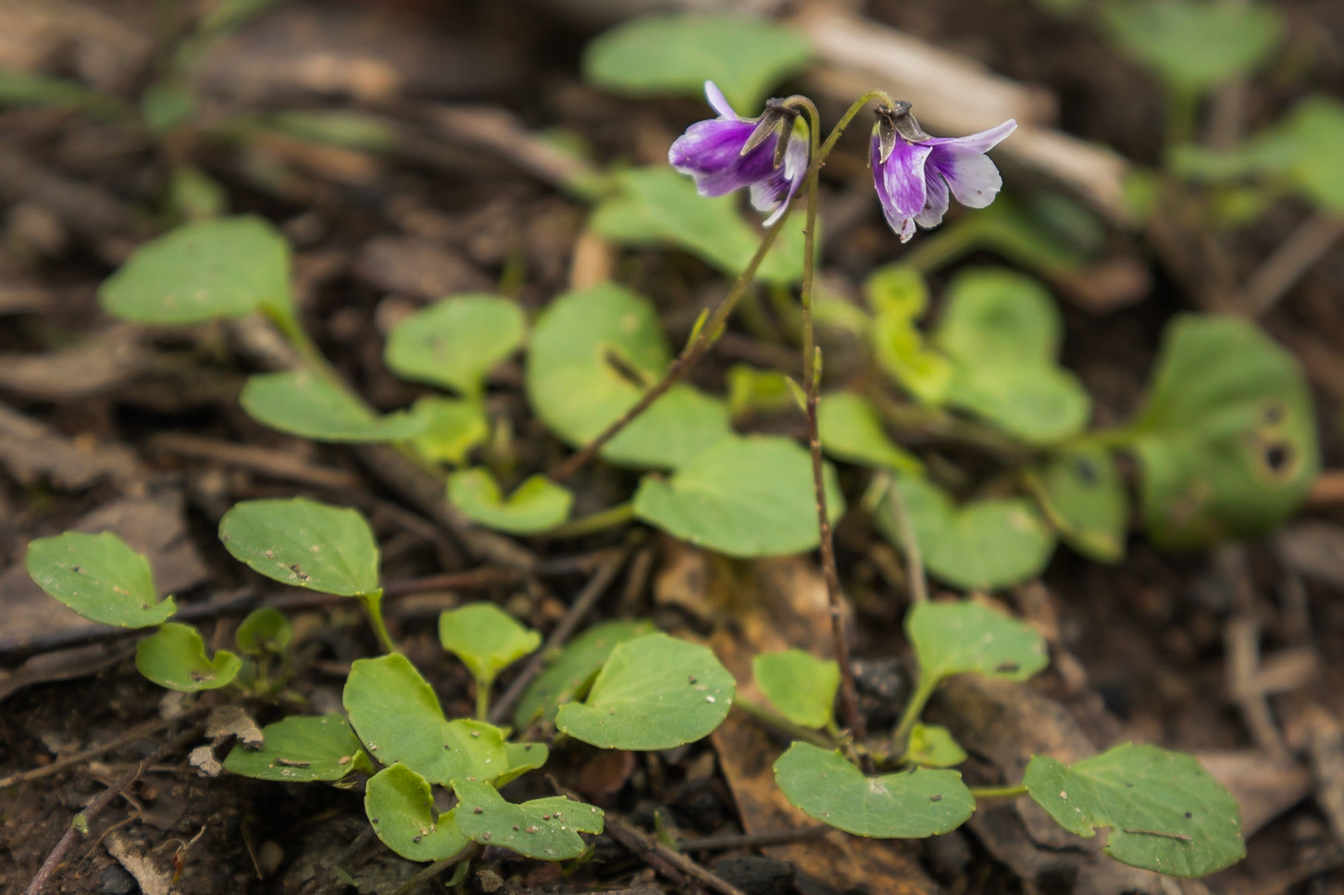 Viola hederacea