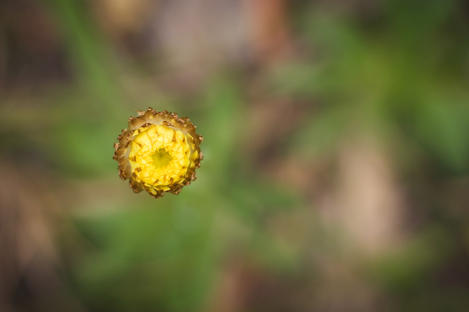 Coronidium scorpioides