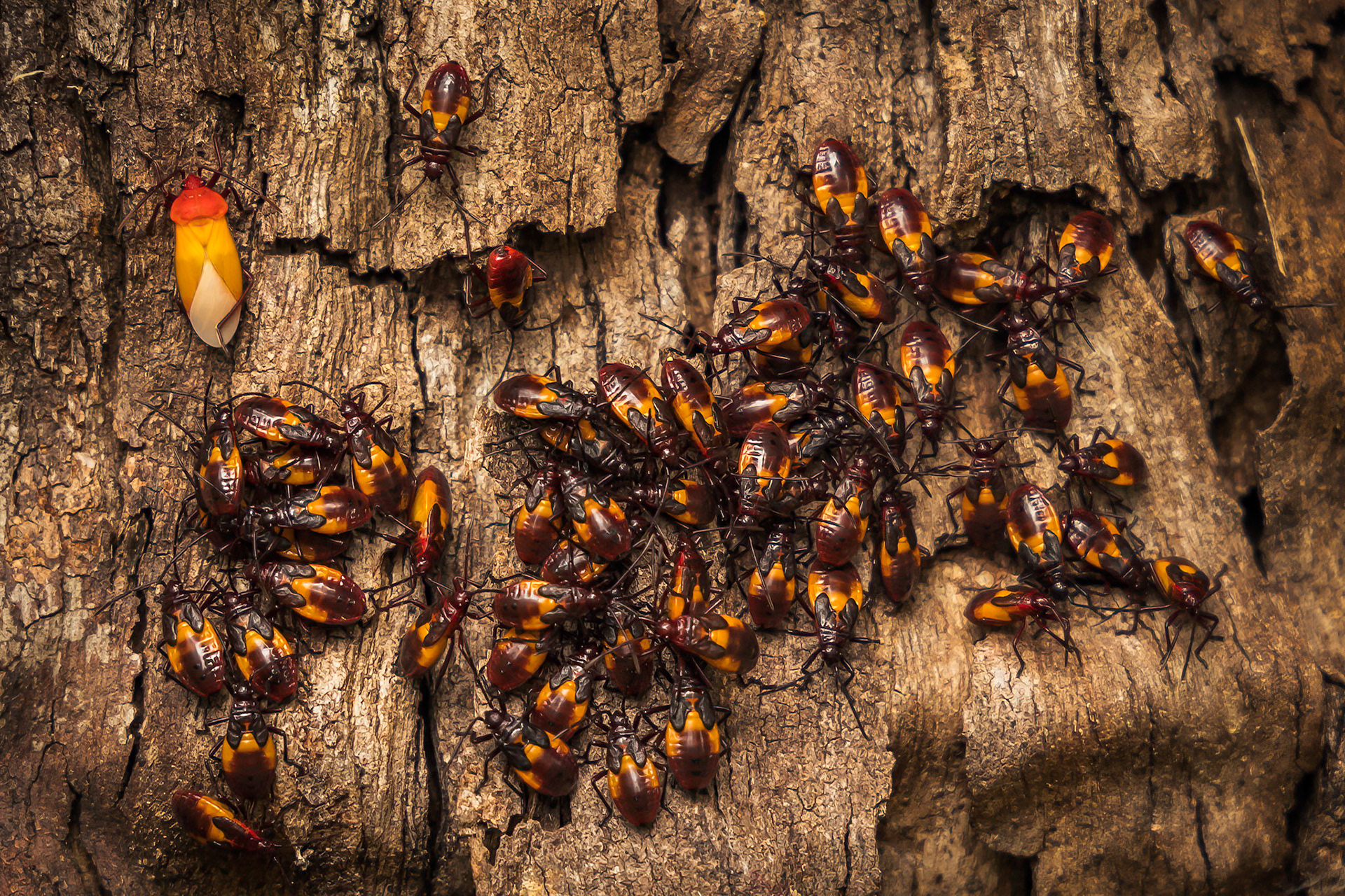 Harlequin bug swarm