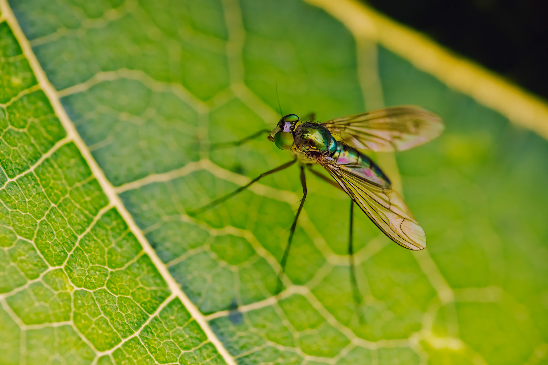Long-legged fly