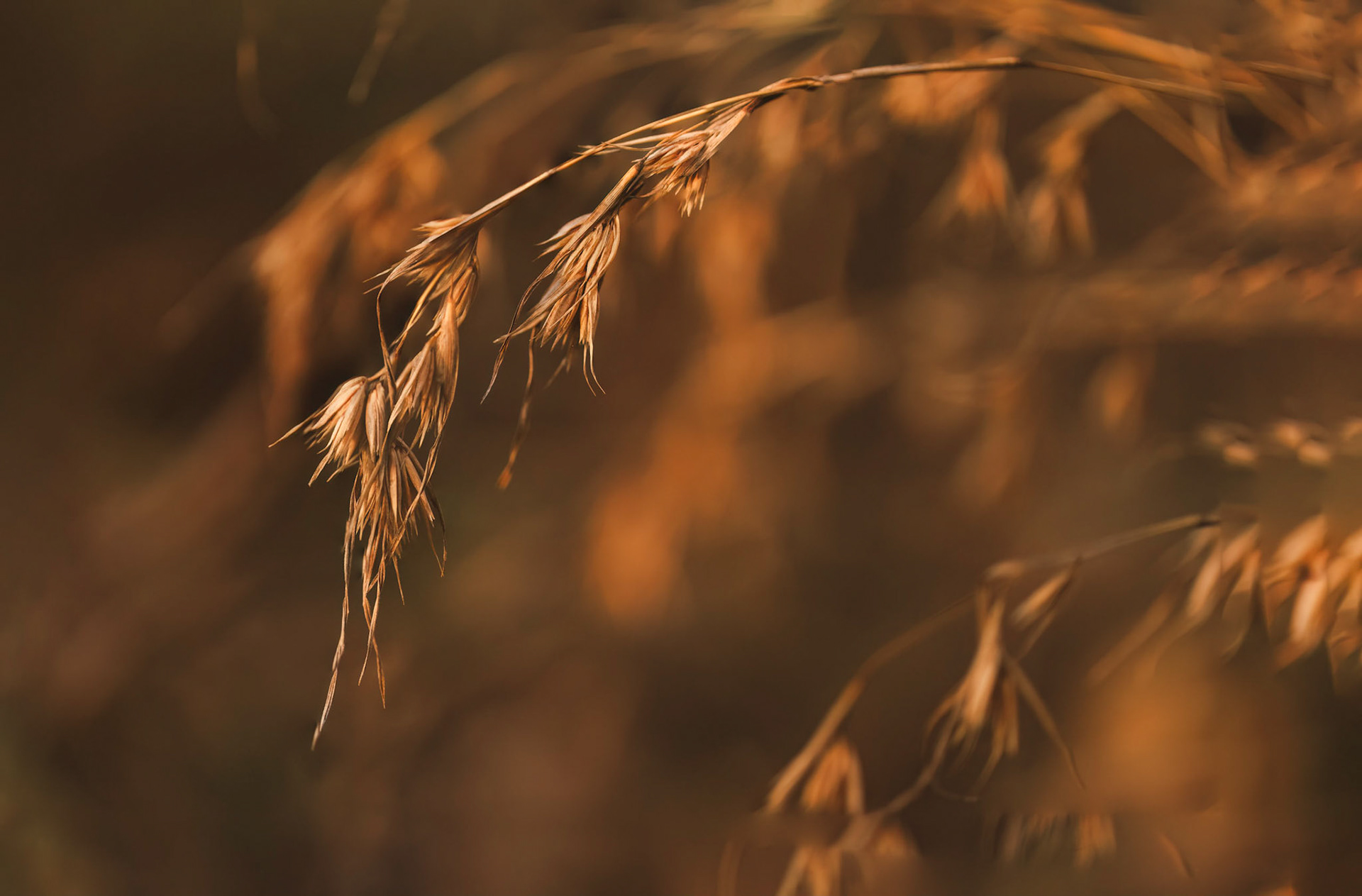 Kangaroo grass in winter