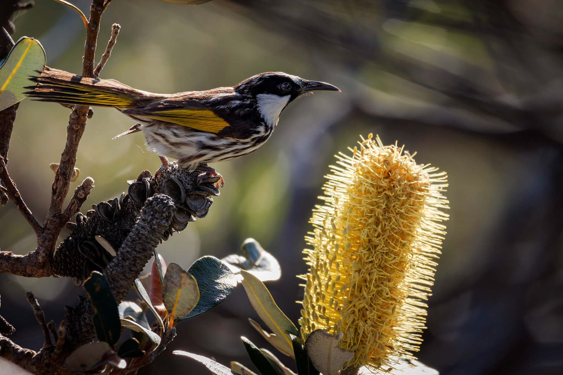 New Holland honeyeater