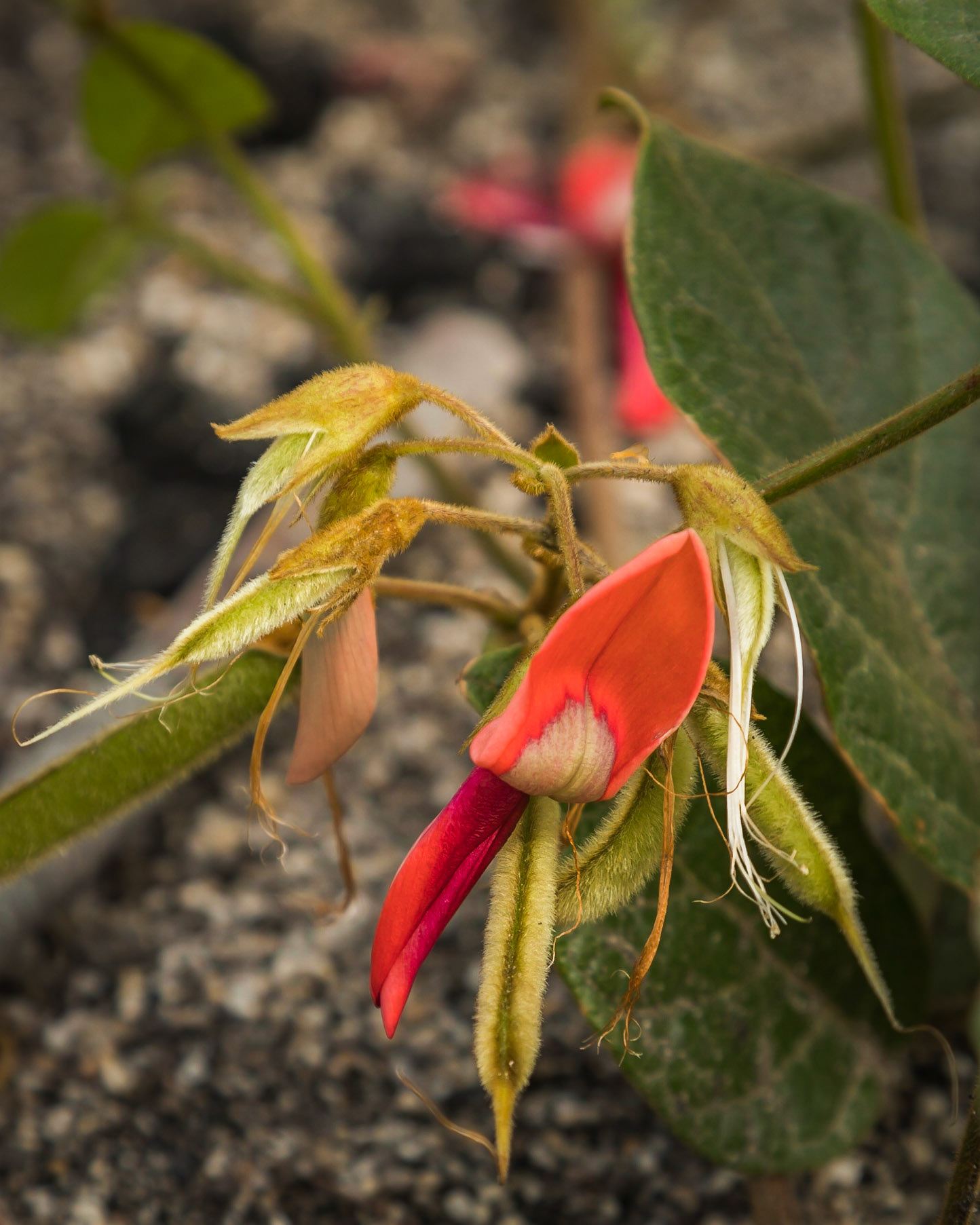 Kennedia prostrata